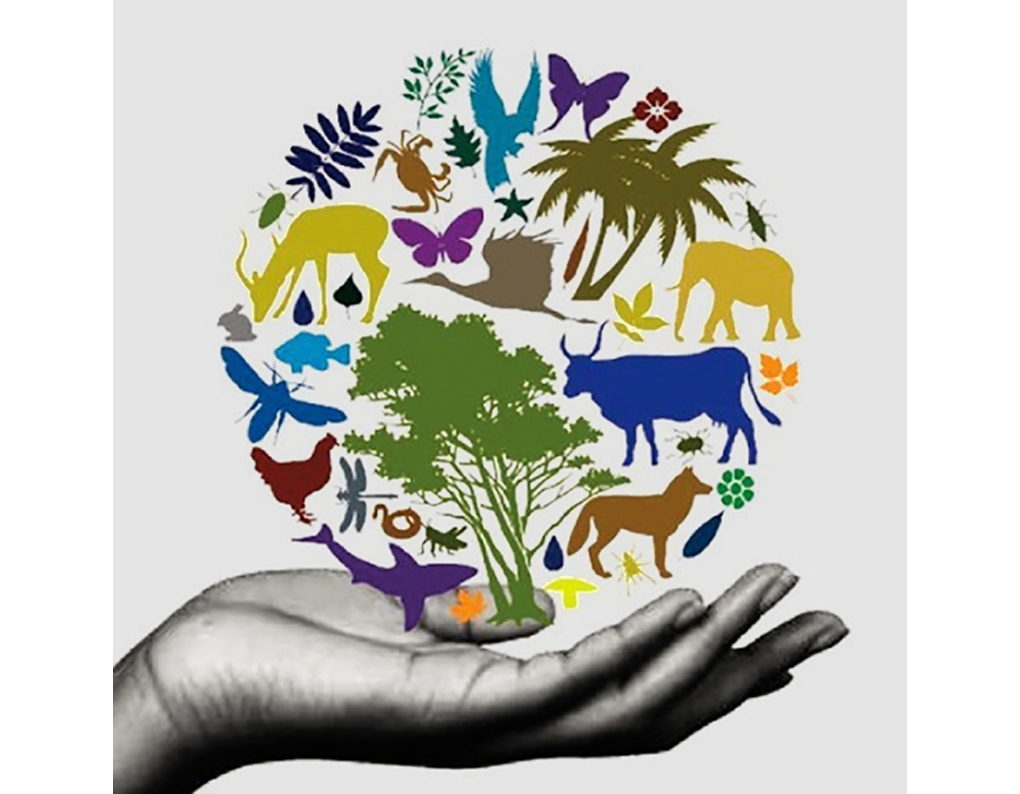 В сохранении многообразия. Международный день биологического разнообразия. Биологическое разнообразие. Защита животных и растений. Экологическое разнообразие.