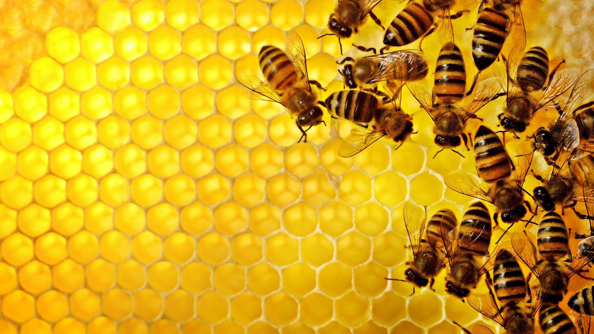 Соты пчелиные