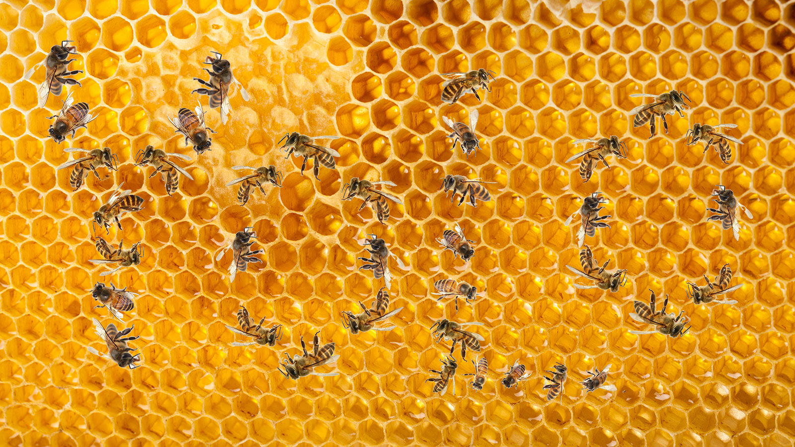 Соты пчелиные фон