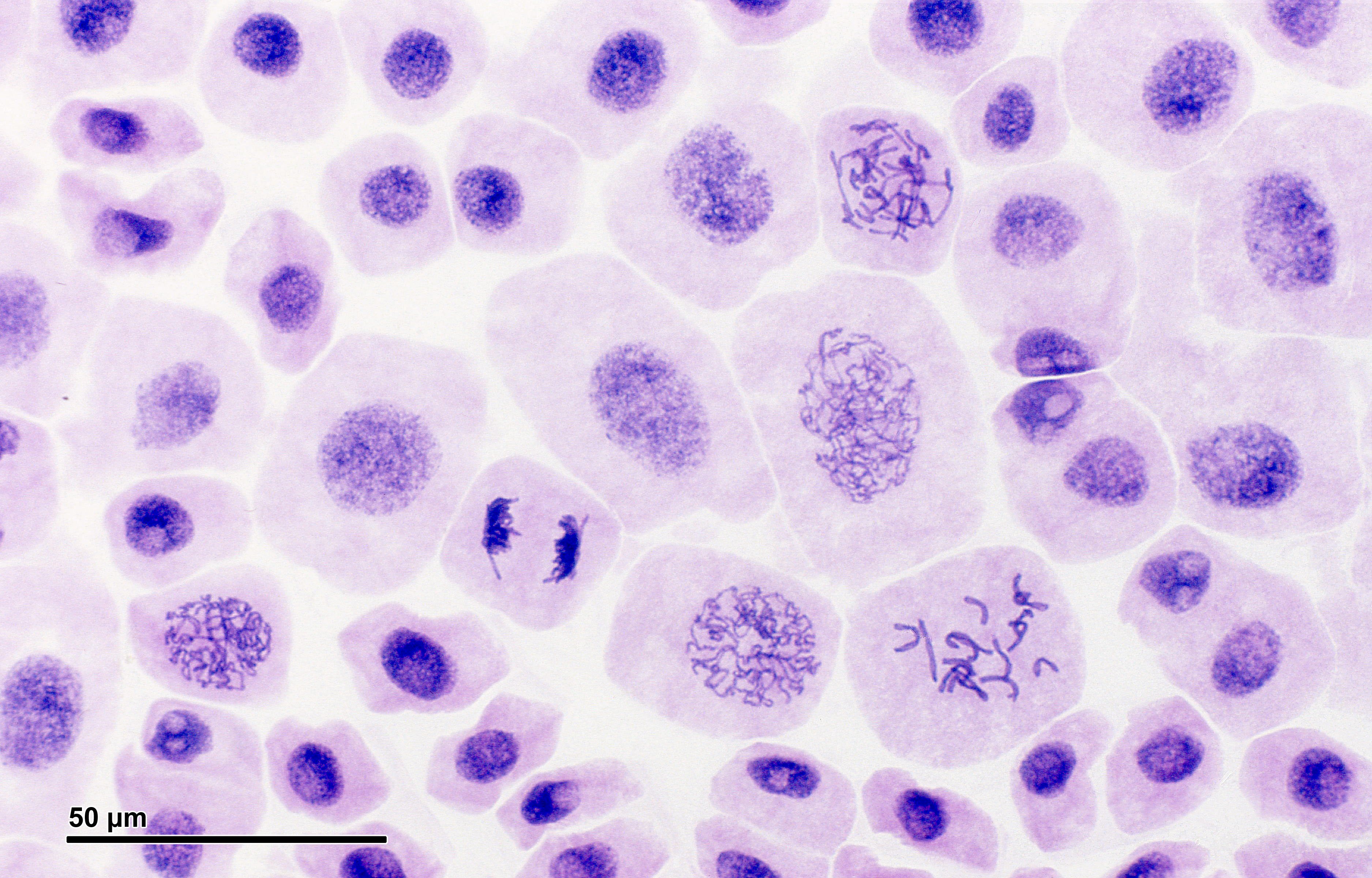 Митоз животной клетки краевая зона печени аксолотля