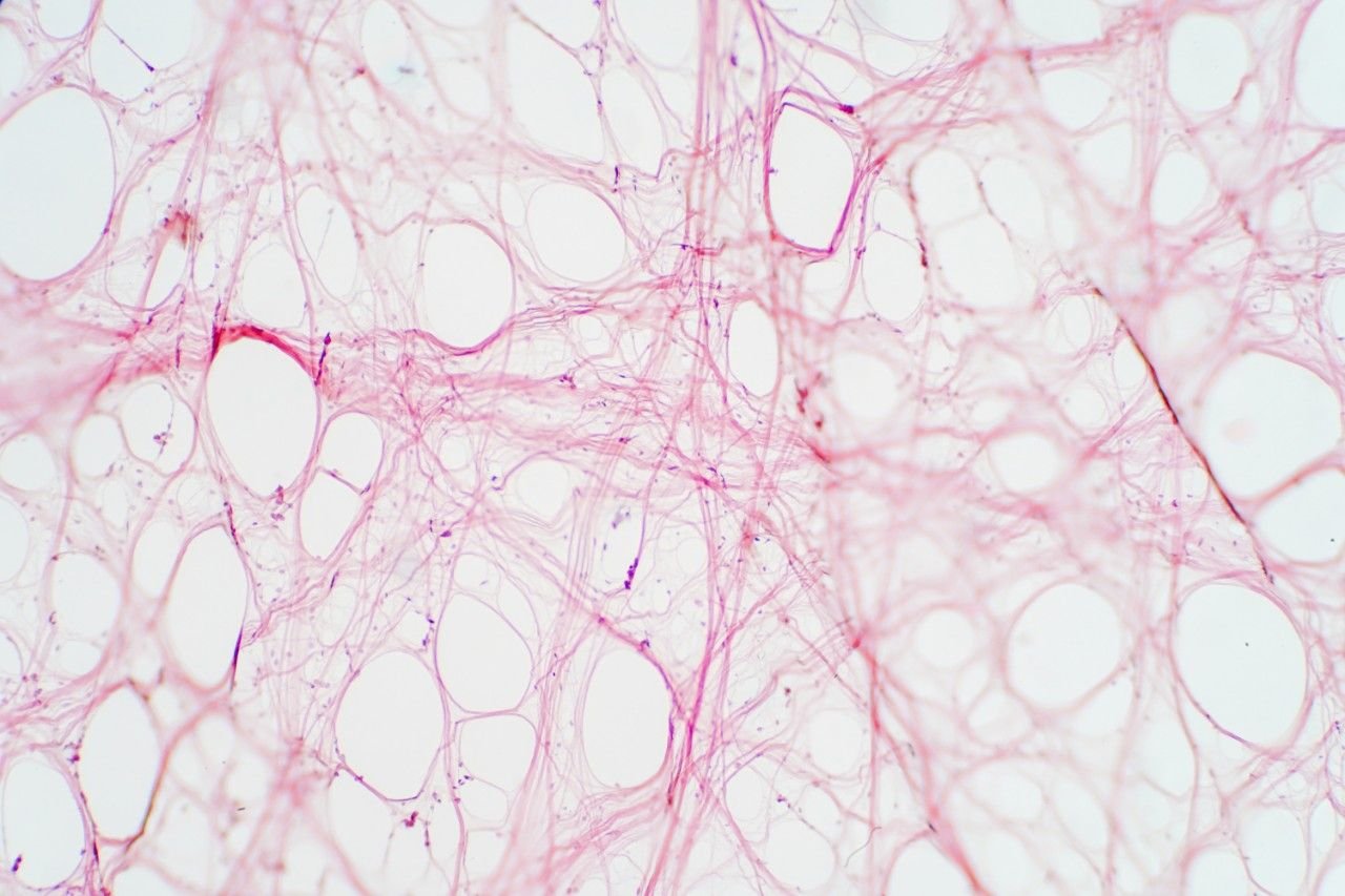 Соединительная ткань микроскоп