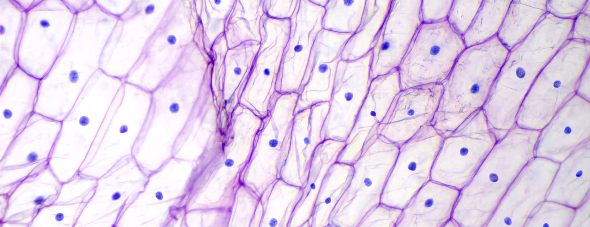 Клетка мыши микроскоп