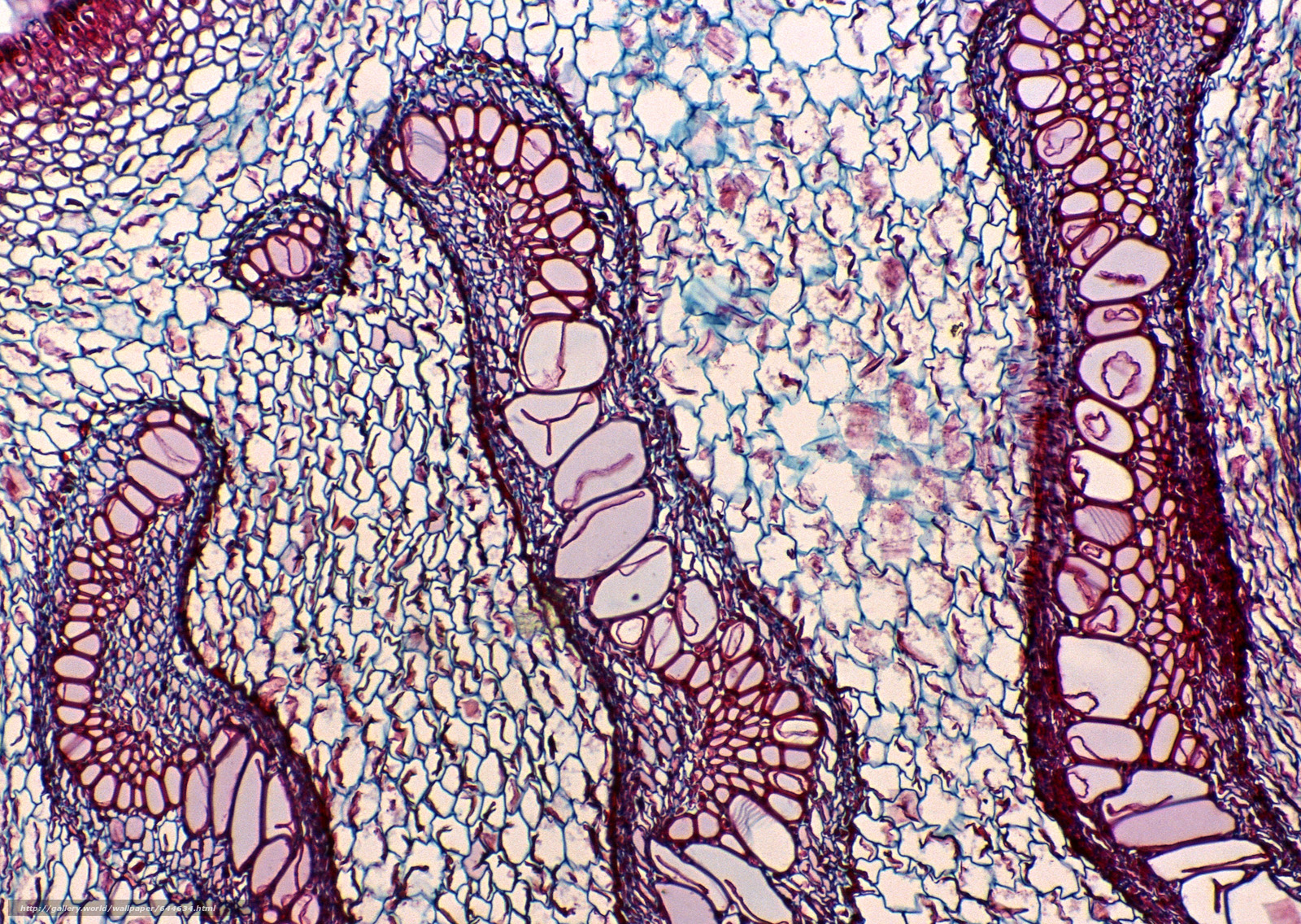 Микроскоп under Microscope