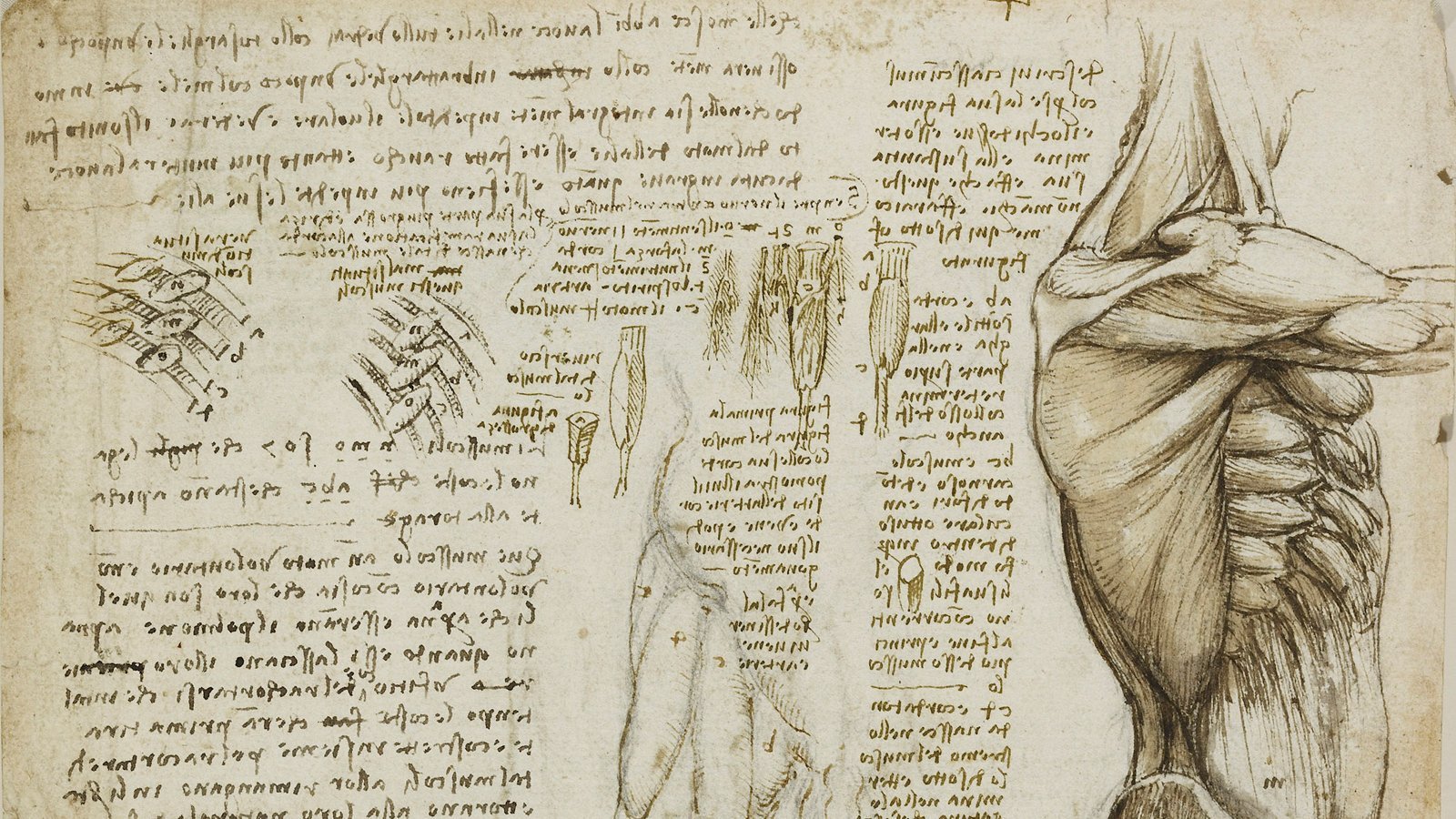 Анатомические рукописи Леонардо да Винчи