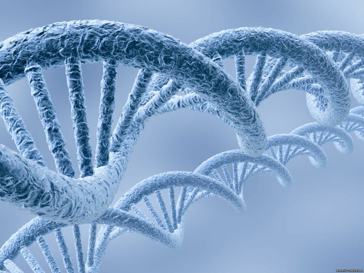 Фото ДНК человека