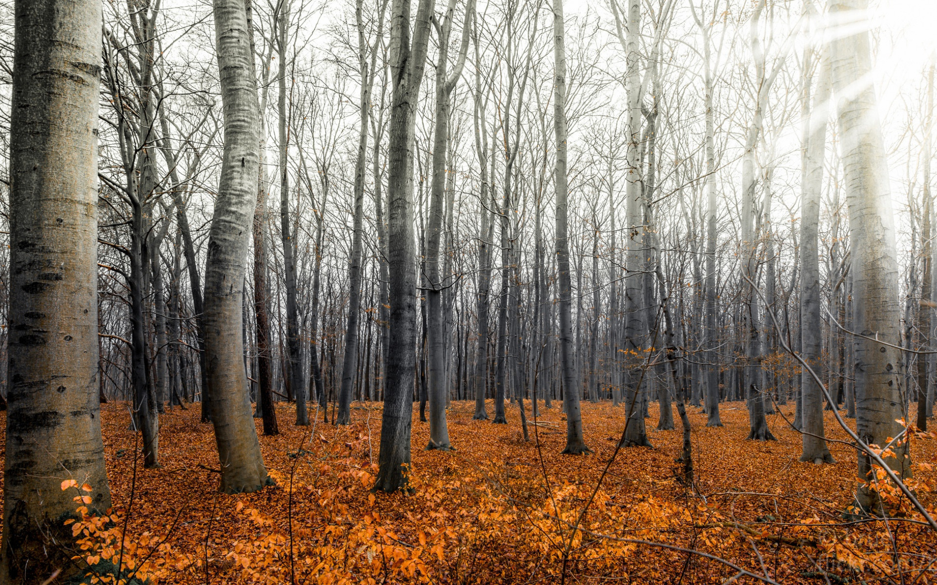Осенний лес поздняя осень