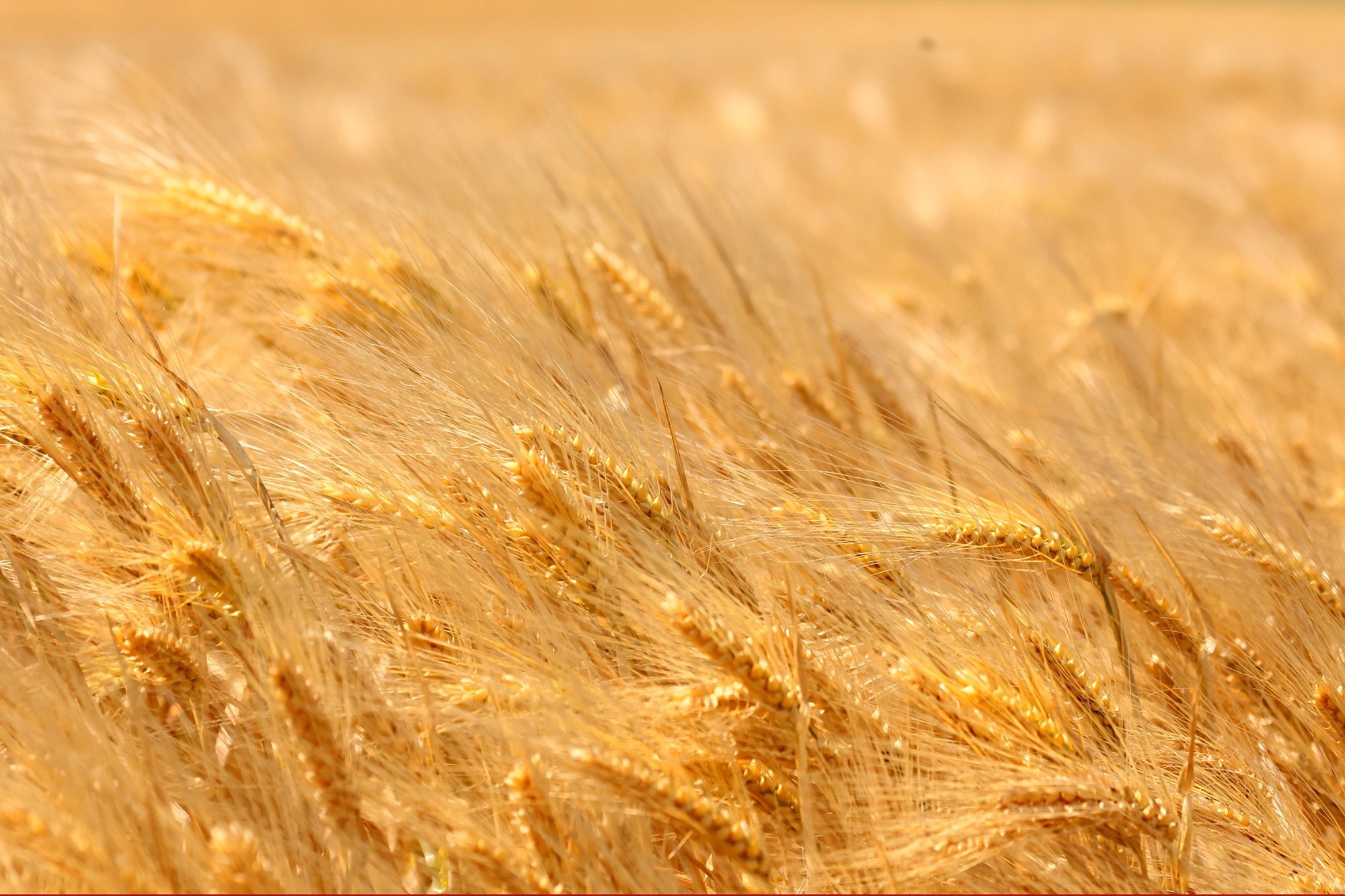 Колос пшеницы фото крупным планом