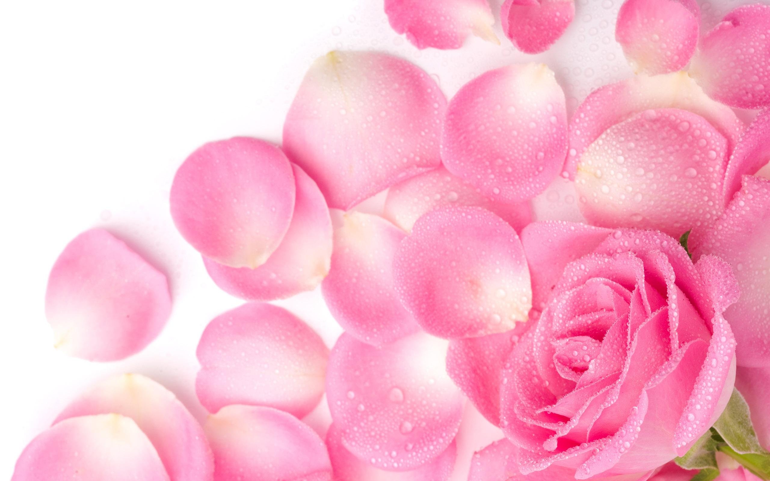 Лепестки розовых роз