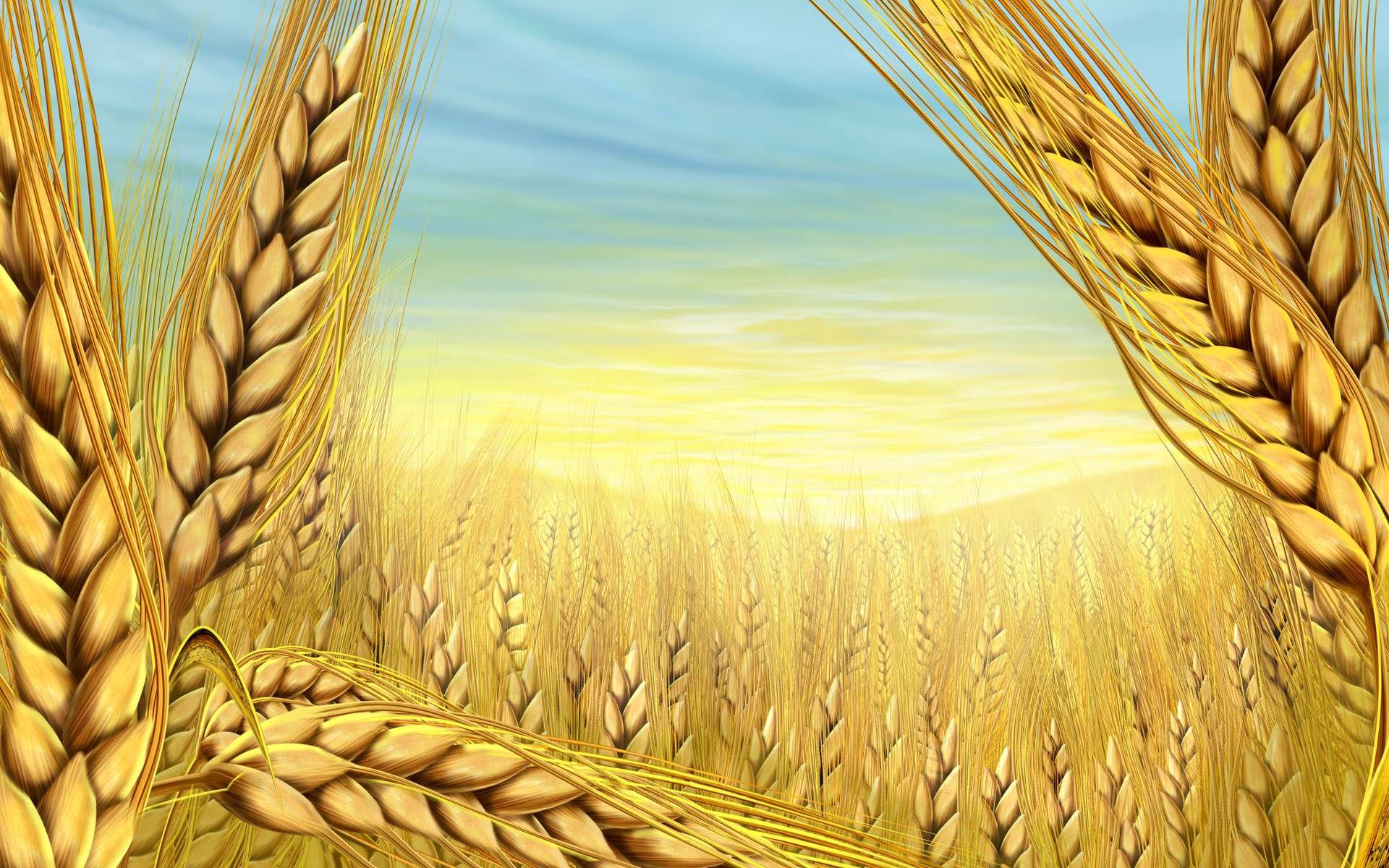 Пшеница картинка для детей