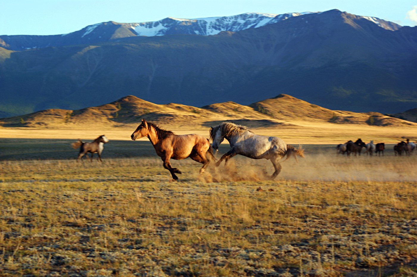 Табуны лошадей в степи Астраханской области