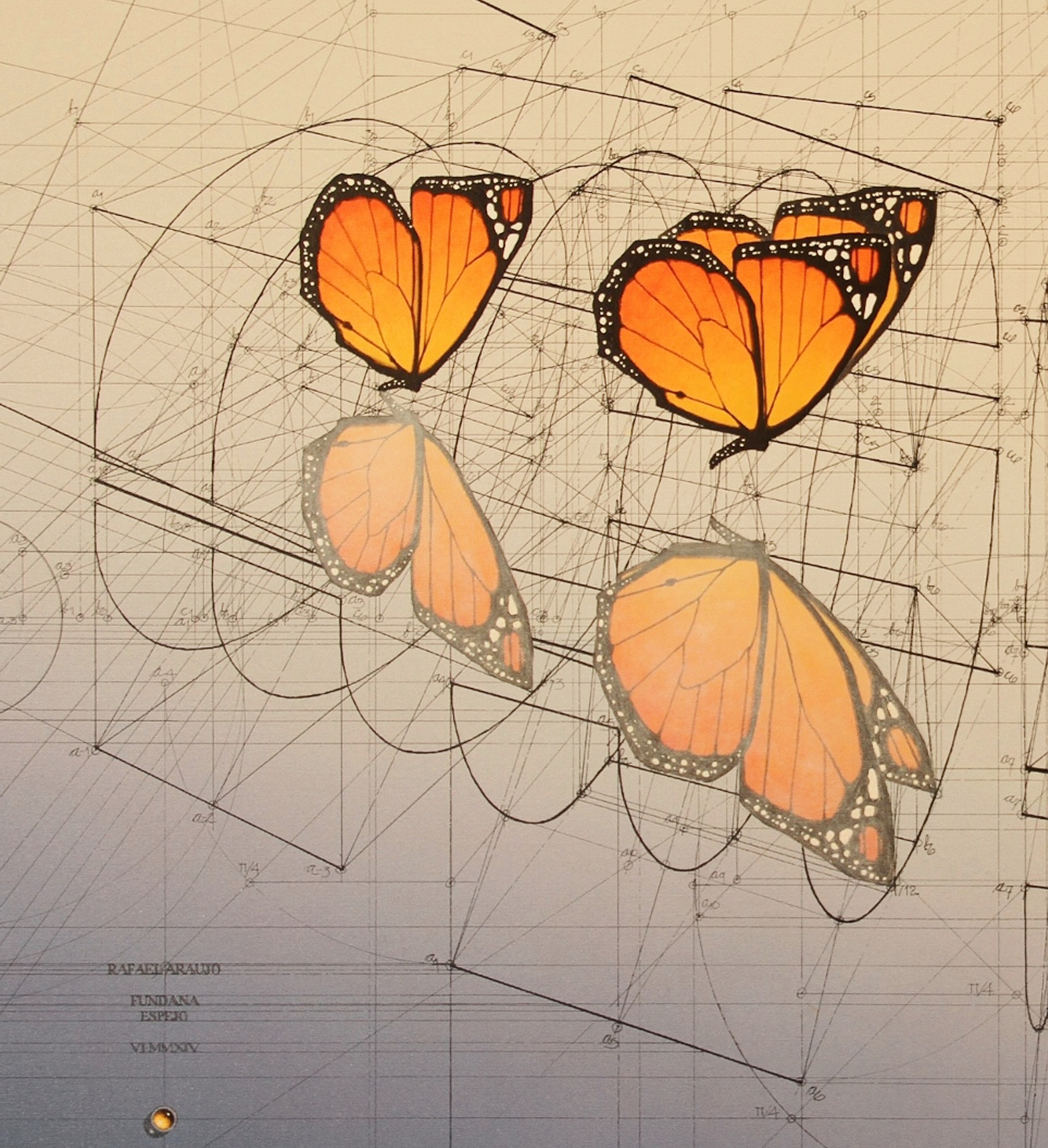 Рисунок бабочки симметрия