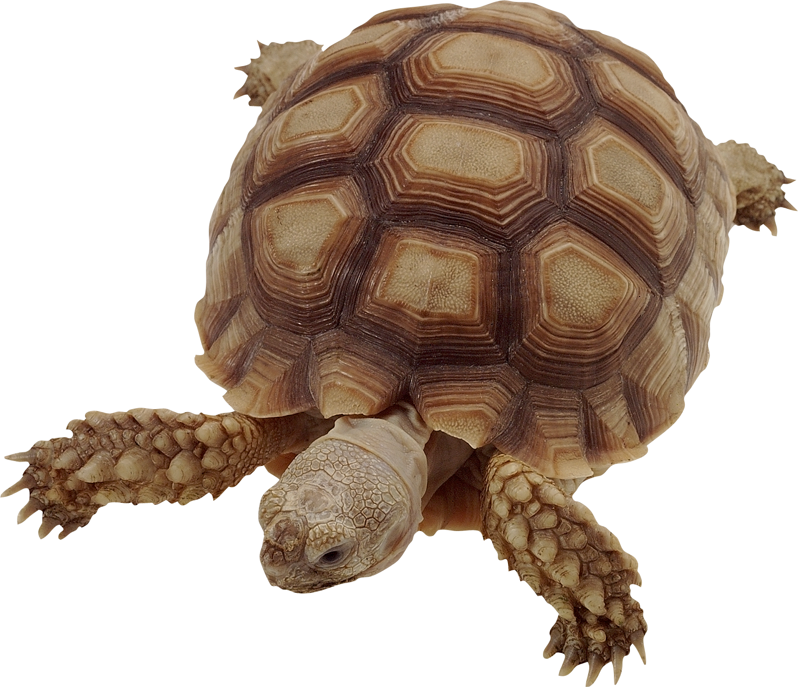 Черепаха сухопутная фото на белом фоне
