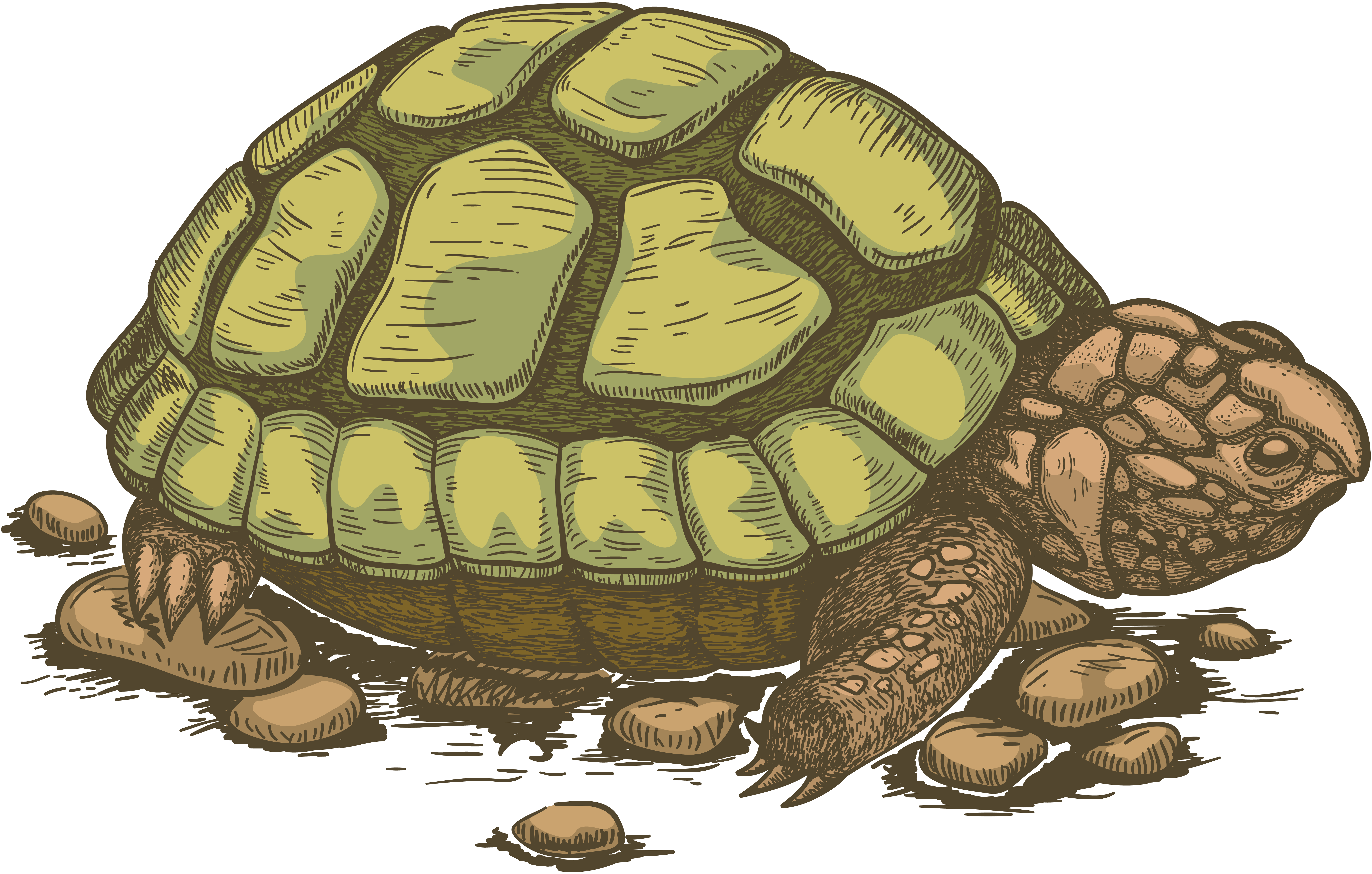 Черепашка картинка. Черепаха рисунок. Сказочная черепаха. Картина черепаха для детей. Черепаха в детском саду.