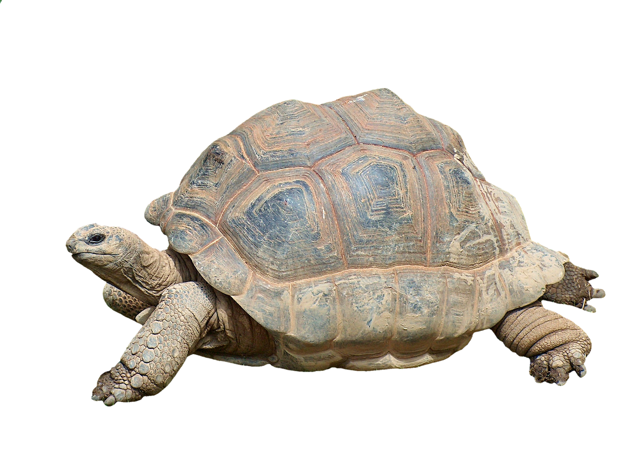 Черепаха сухопутная фото на белом фоне