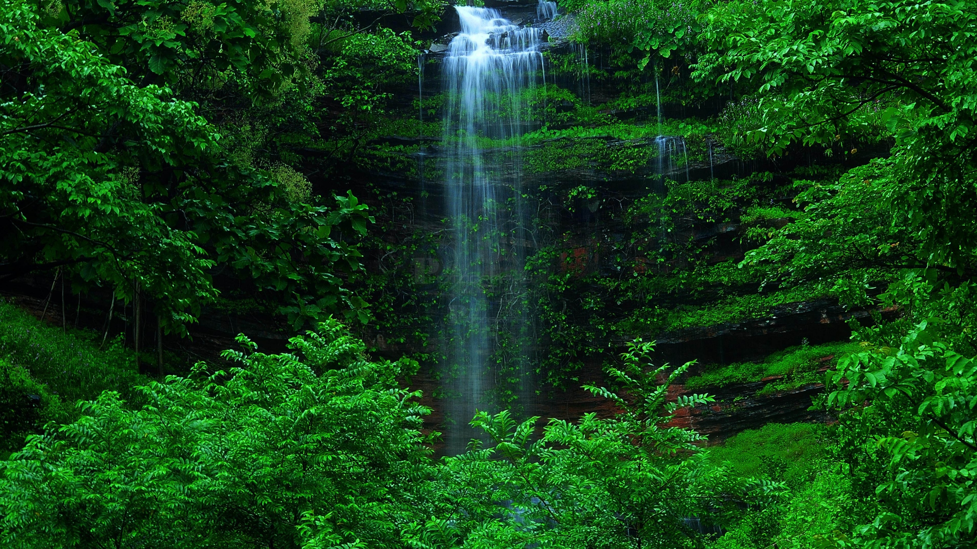 Видео на телефон природа. Водопад в лесу. Лесной водопад. Живая природа водопады. Водопад зелень.