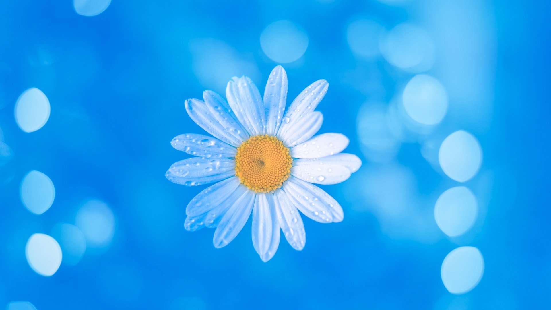 Цветы ромашки на голубом фоне