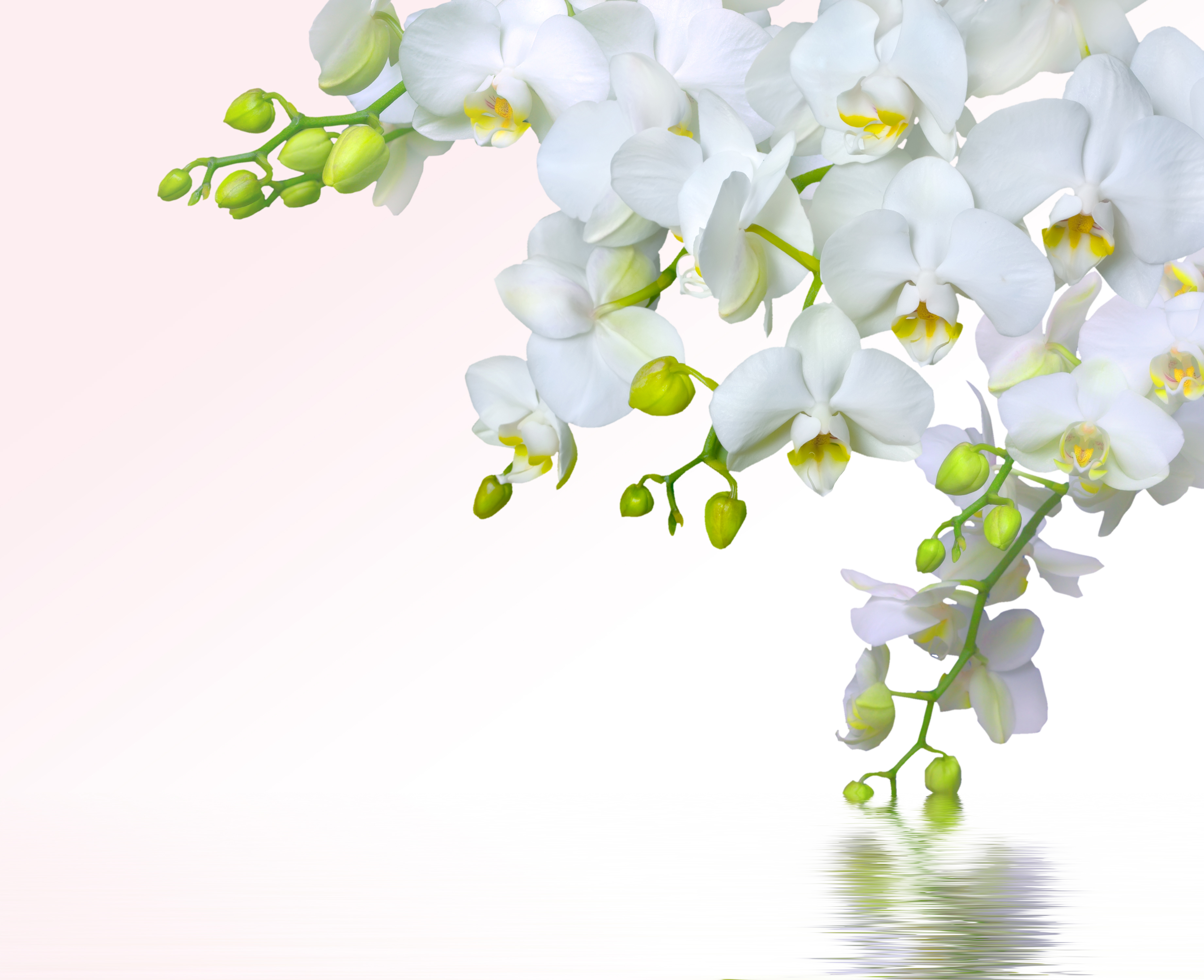Белая Орхидея на белом фоне