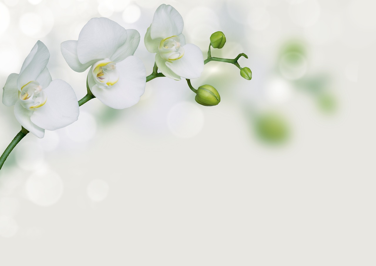 Красивая Орхидея на белом фоне
