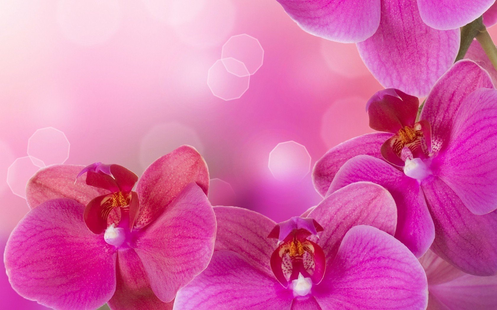 Орхидея на розовом фоне
