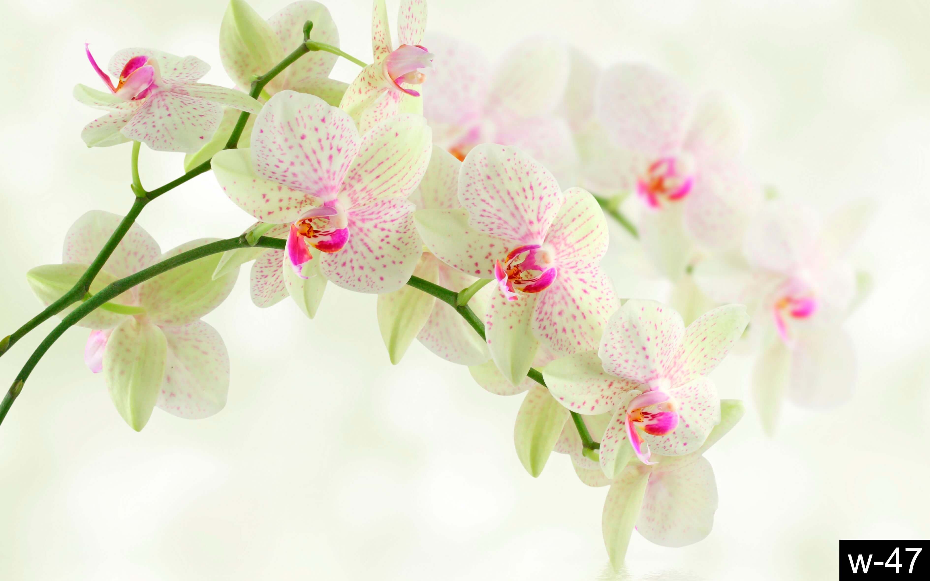 Ветка орхидеи фотообои на стену