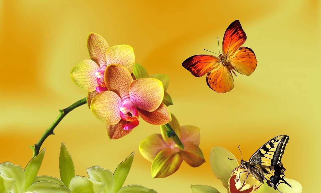 Орхидея Еллоу Баттерфляй бабочка