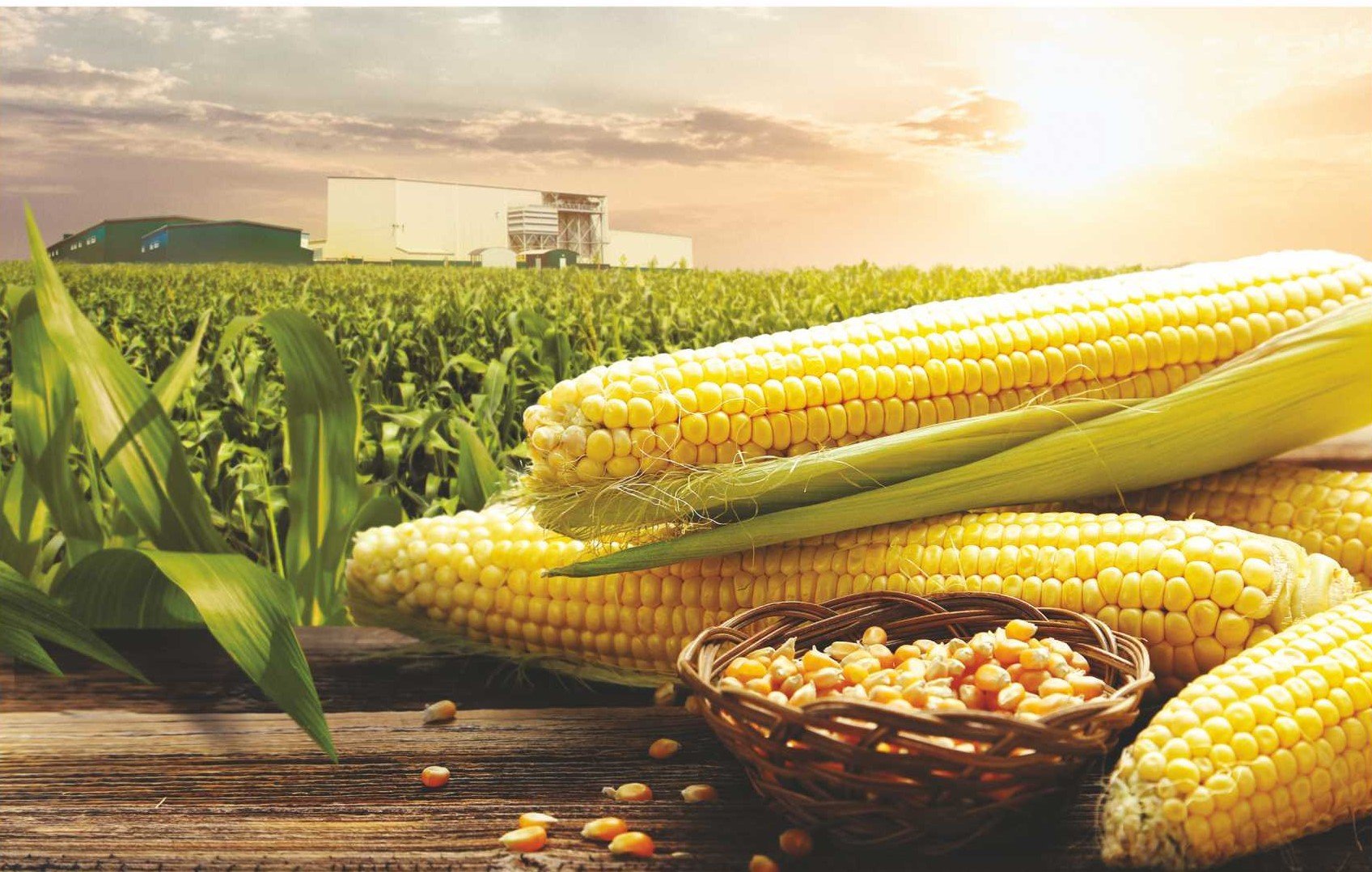 Фото кукурузы в початках на поле