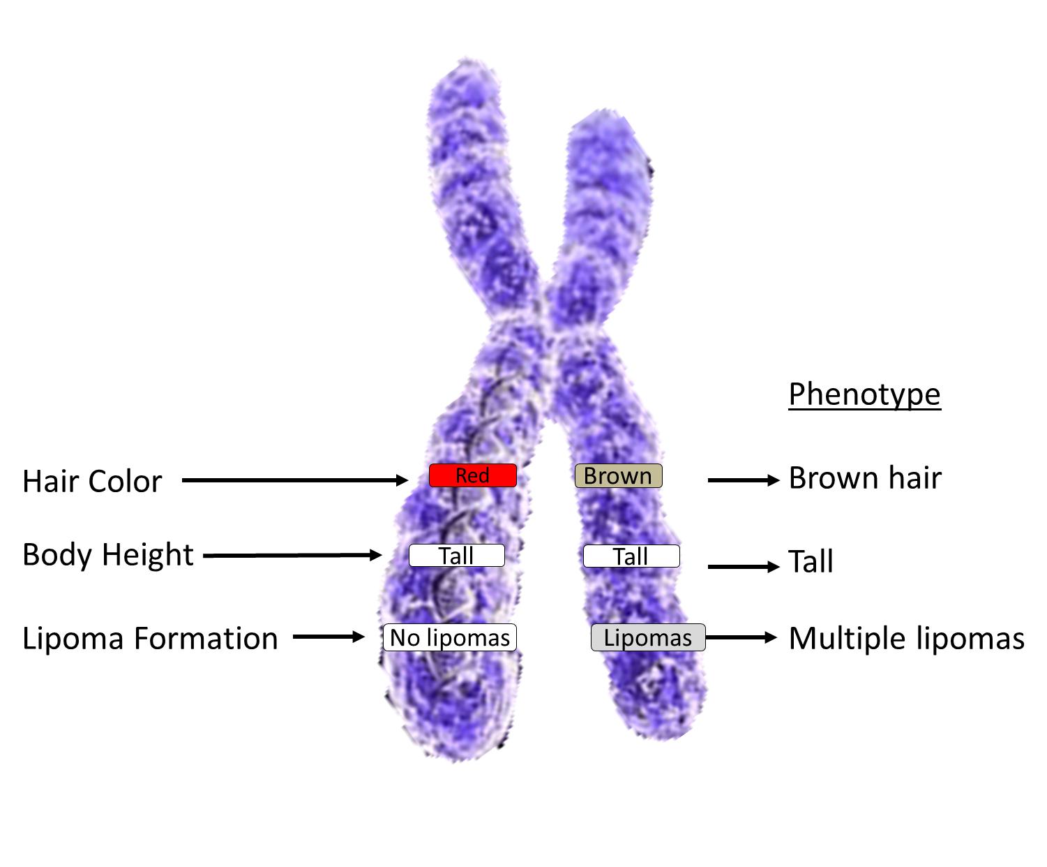 21 Хромосома строение