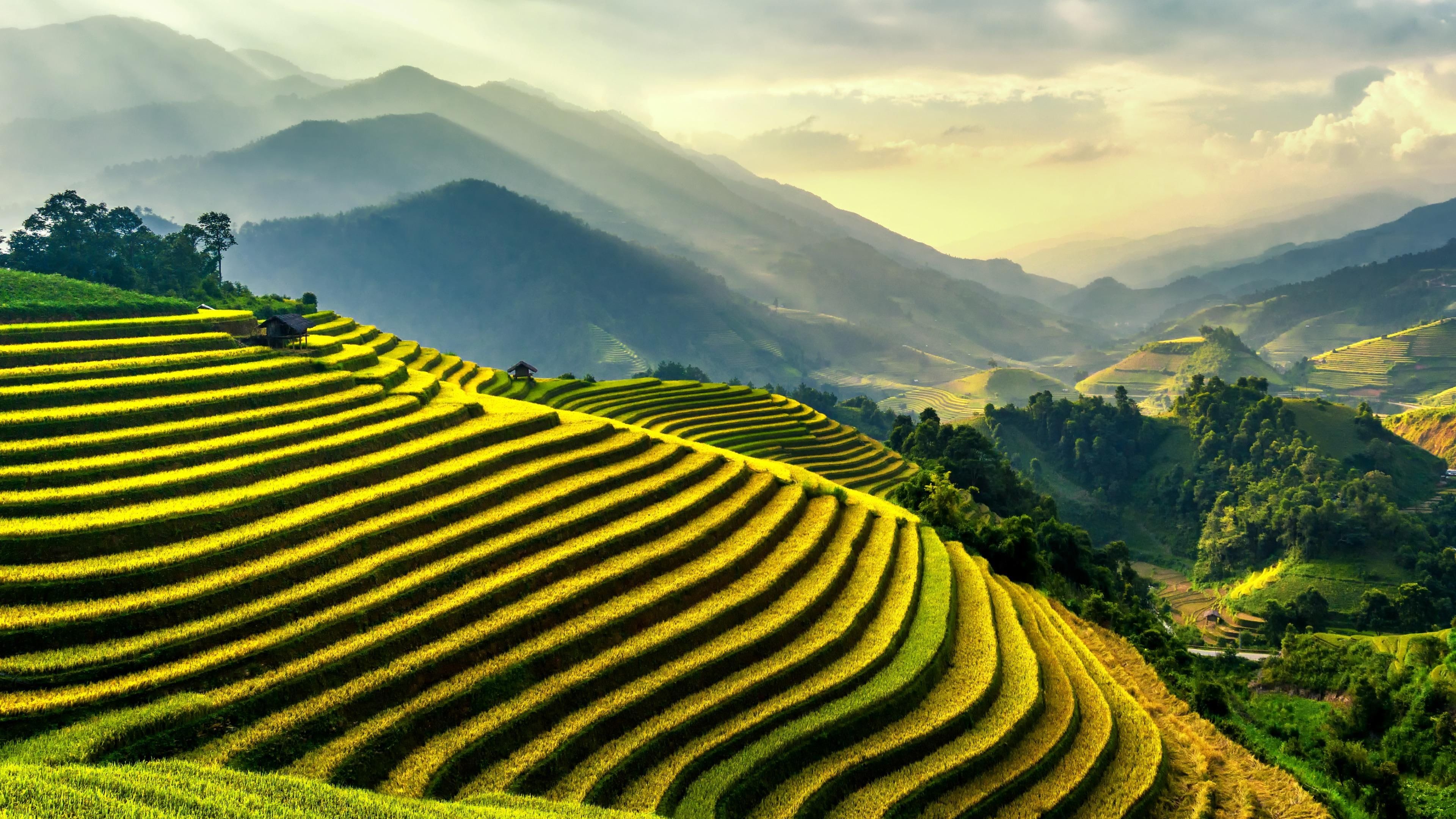 Шри Ланка Вьетнам чайные плантации