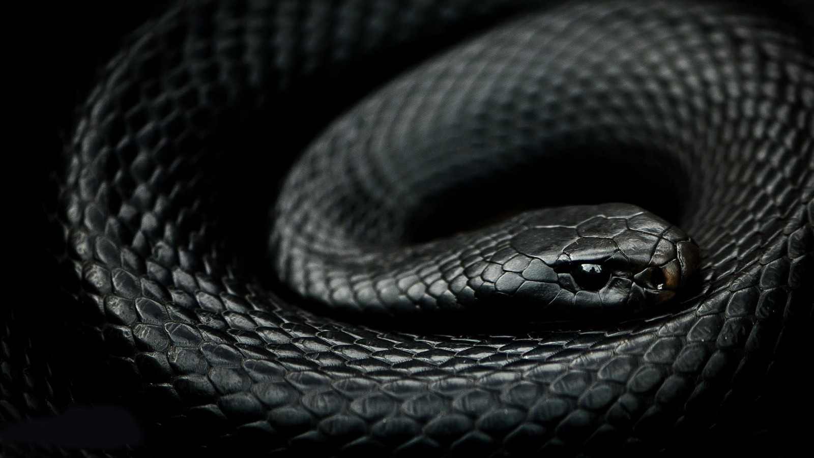 Черный Аспид змея