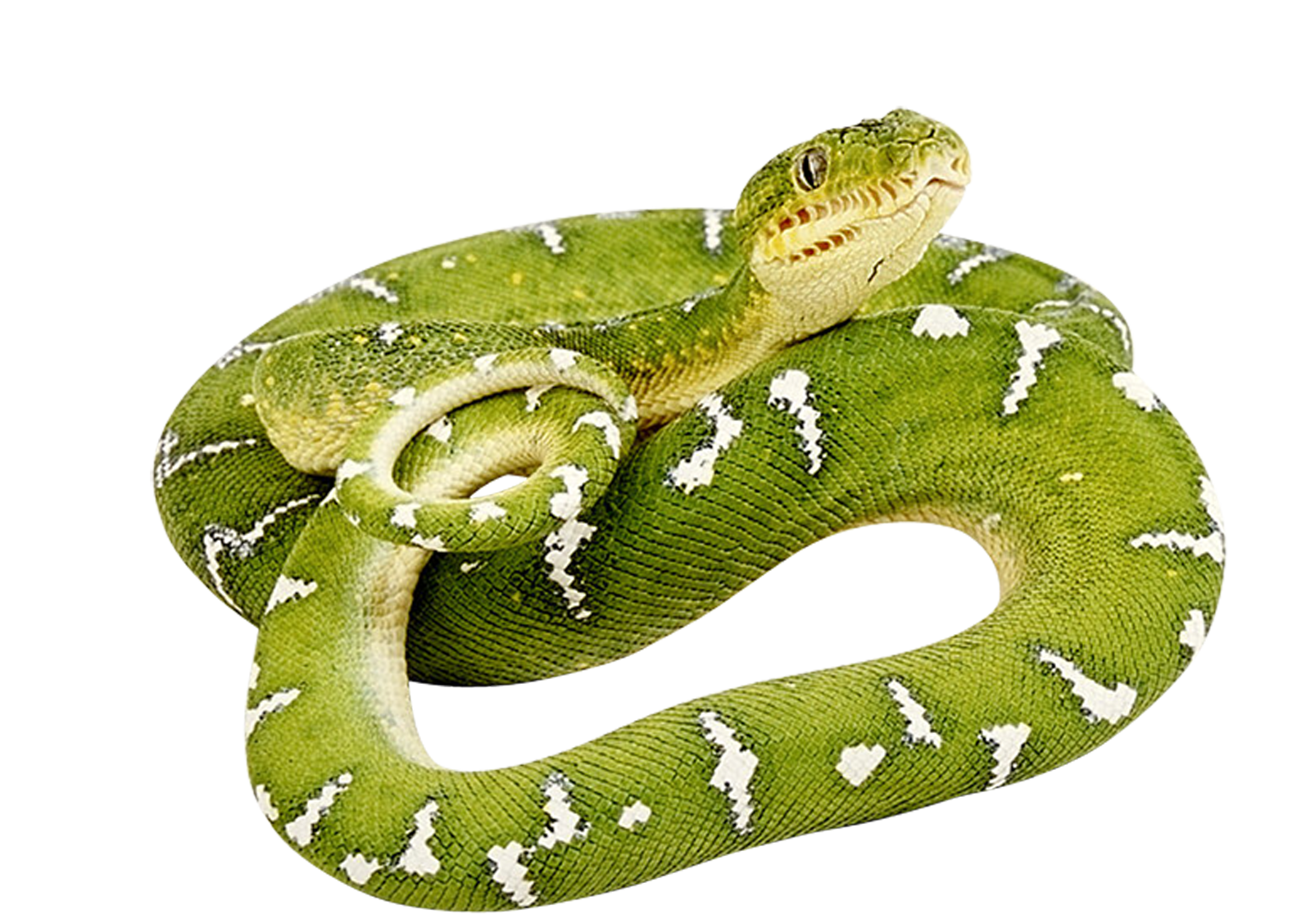 Змея картинка для детей на прозрачном фоне. Зеленая змея. Змея на белом фоне.