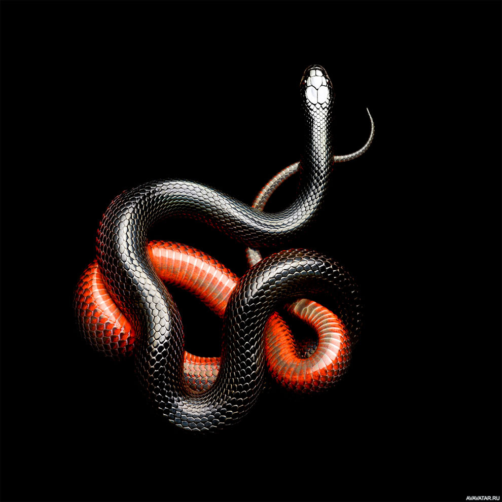 Мамба змея черная красная