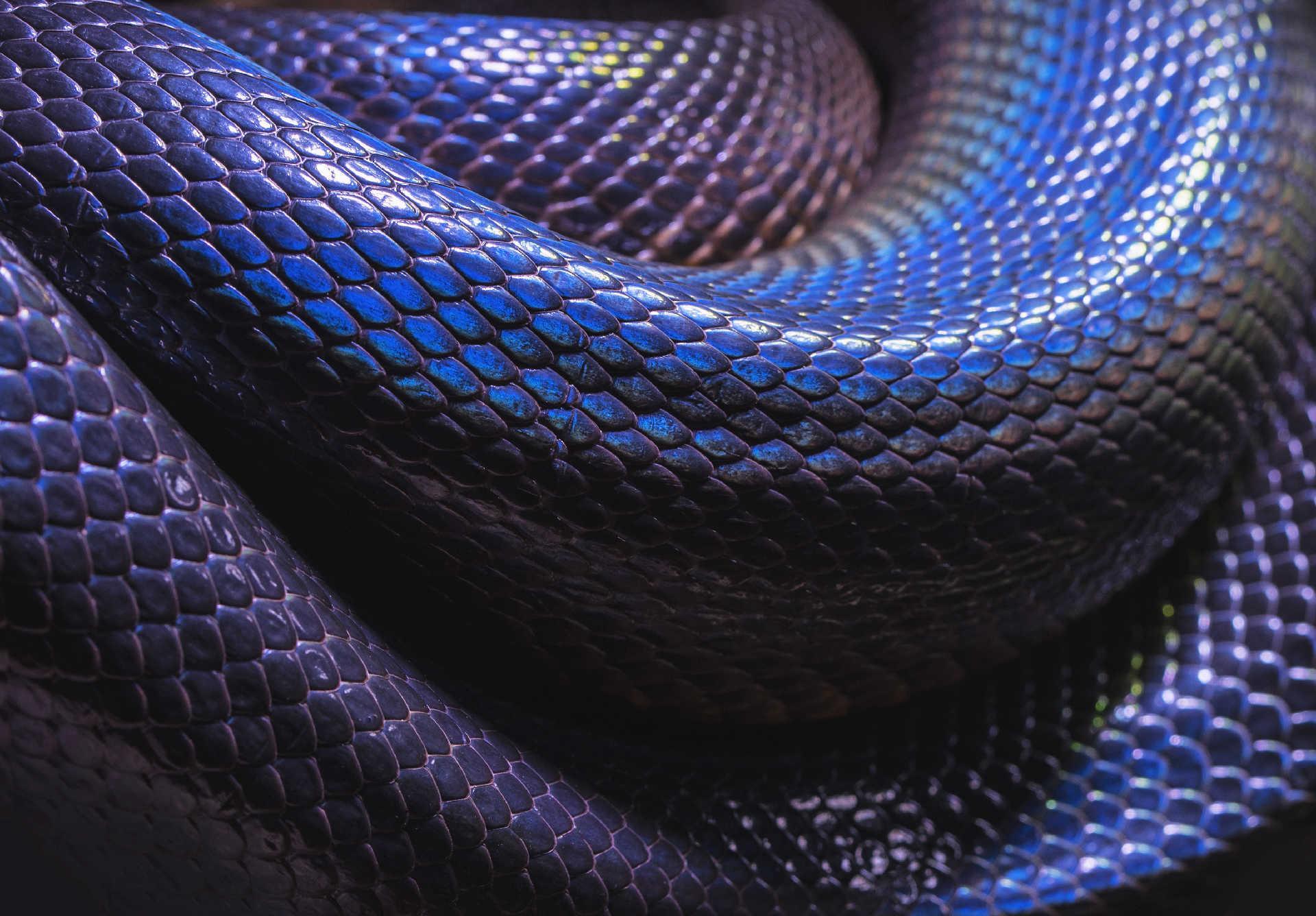 Ядовитая змея Тайпан голубая