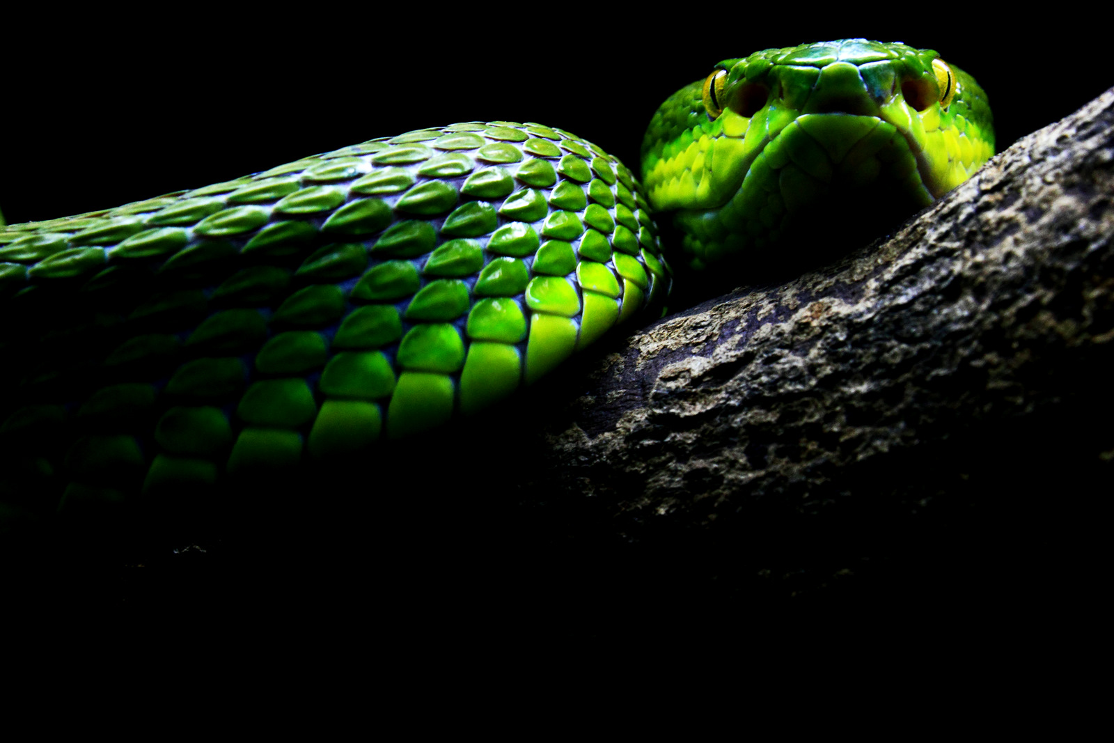 Зеленая мамба, рептилия, Elapidae