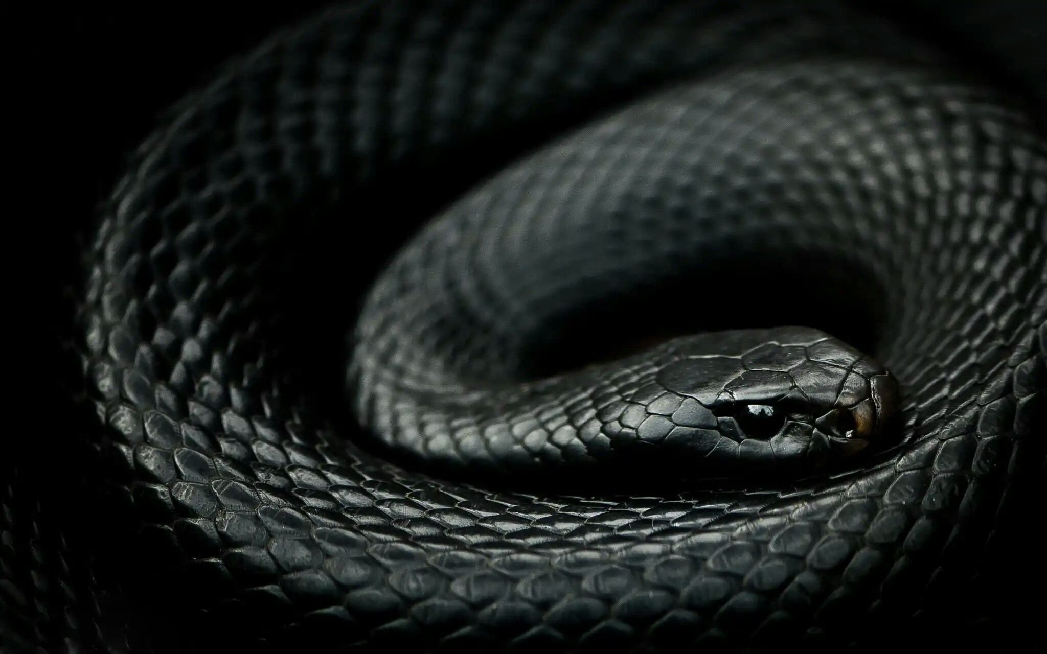 красивые картинки со змеями
