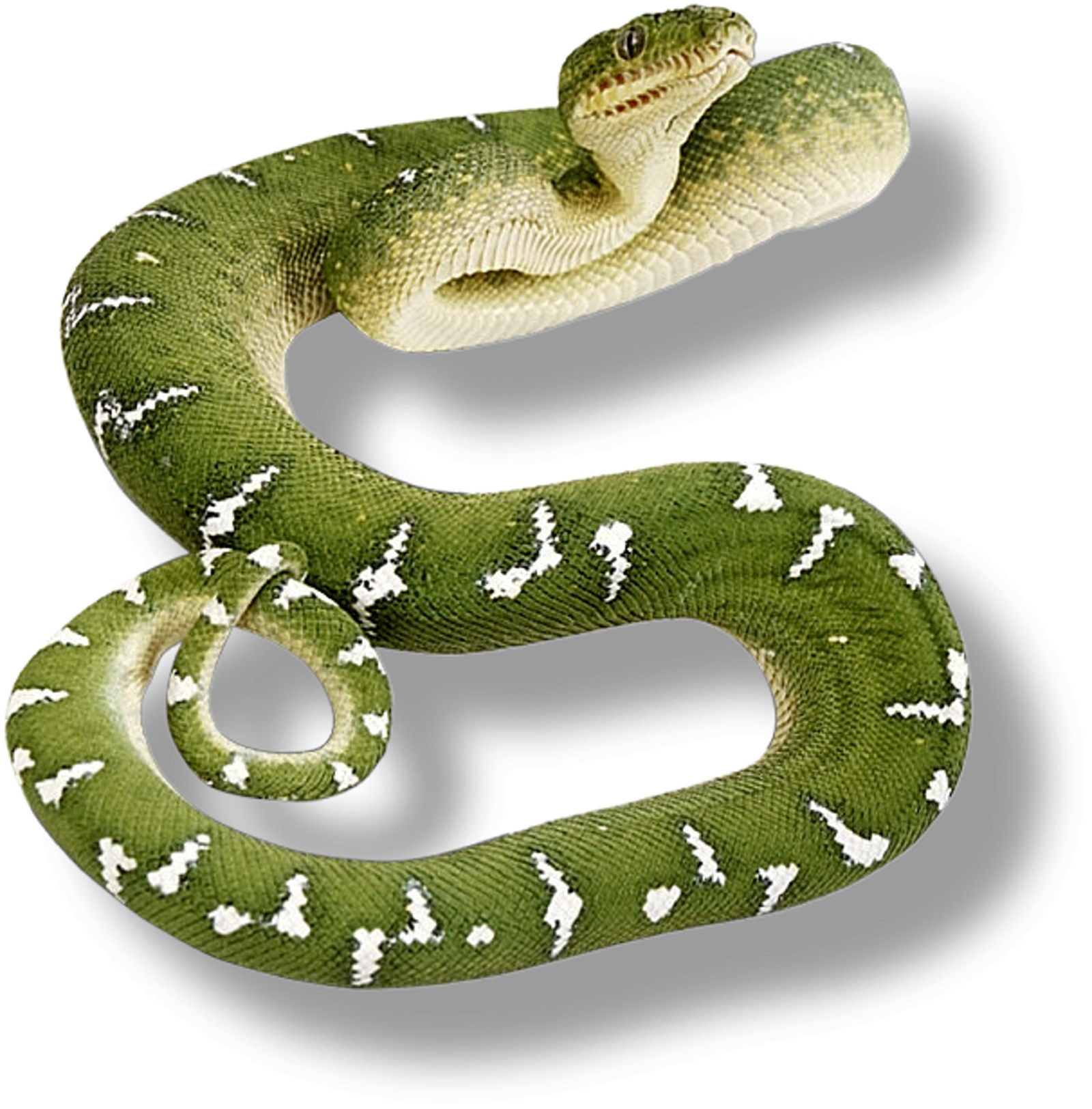 Змея картинка для детей на прозрачном фоне. Зеленая змея. Змея на белом фоне. Змея на прозрачном фоне.