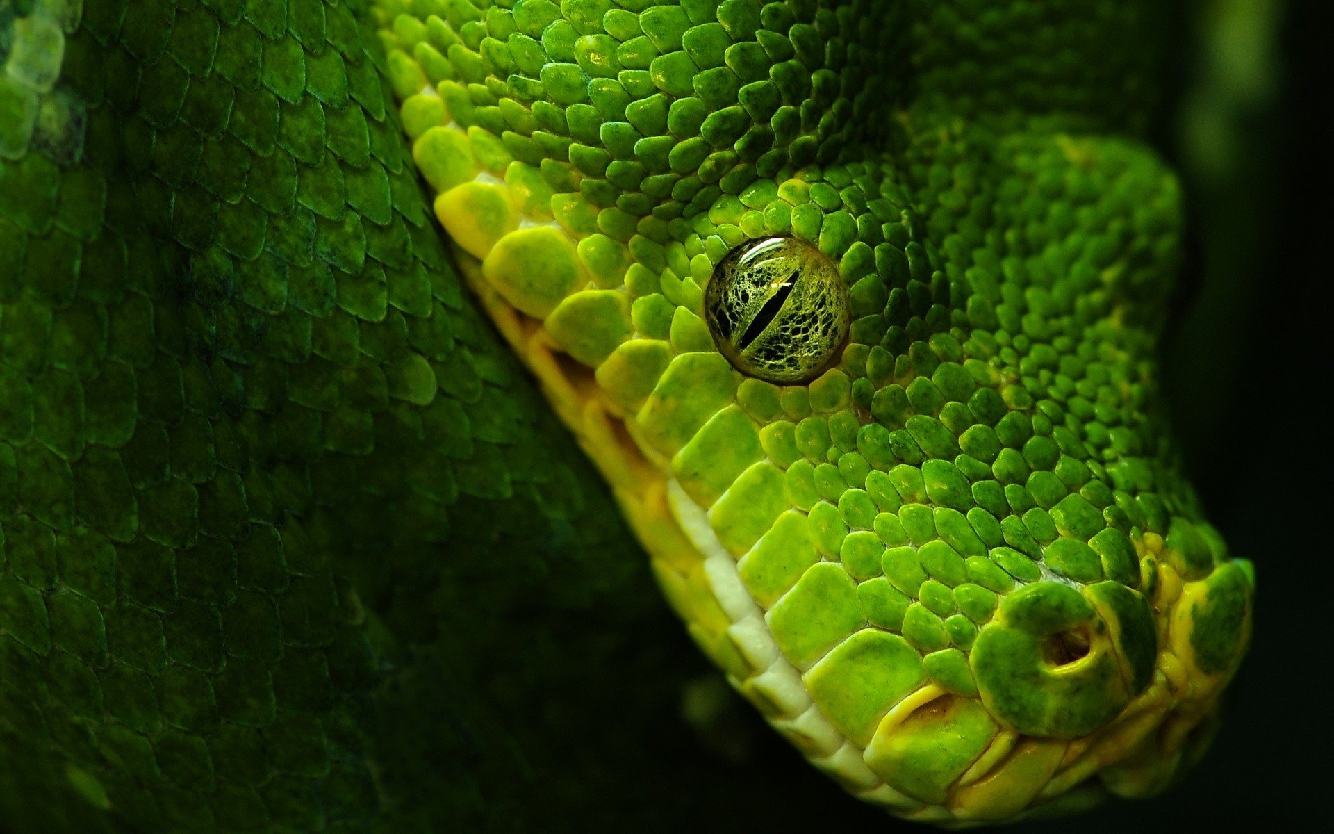 Зеленая мамба, рептилия, Elapidae