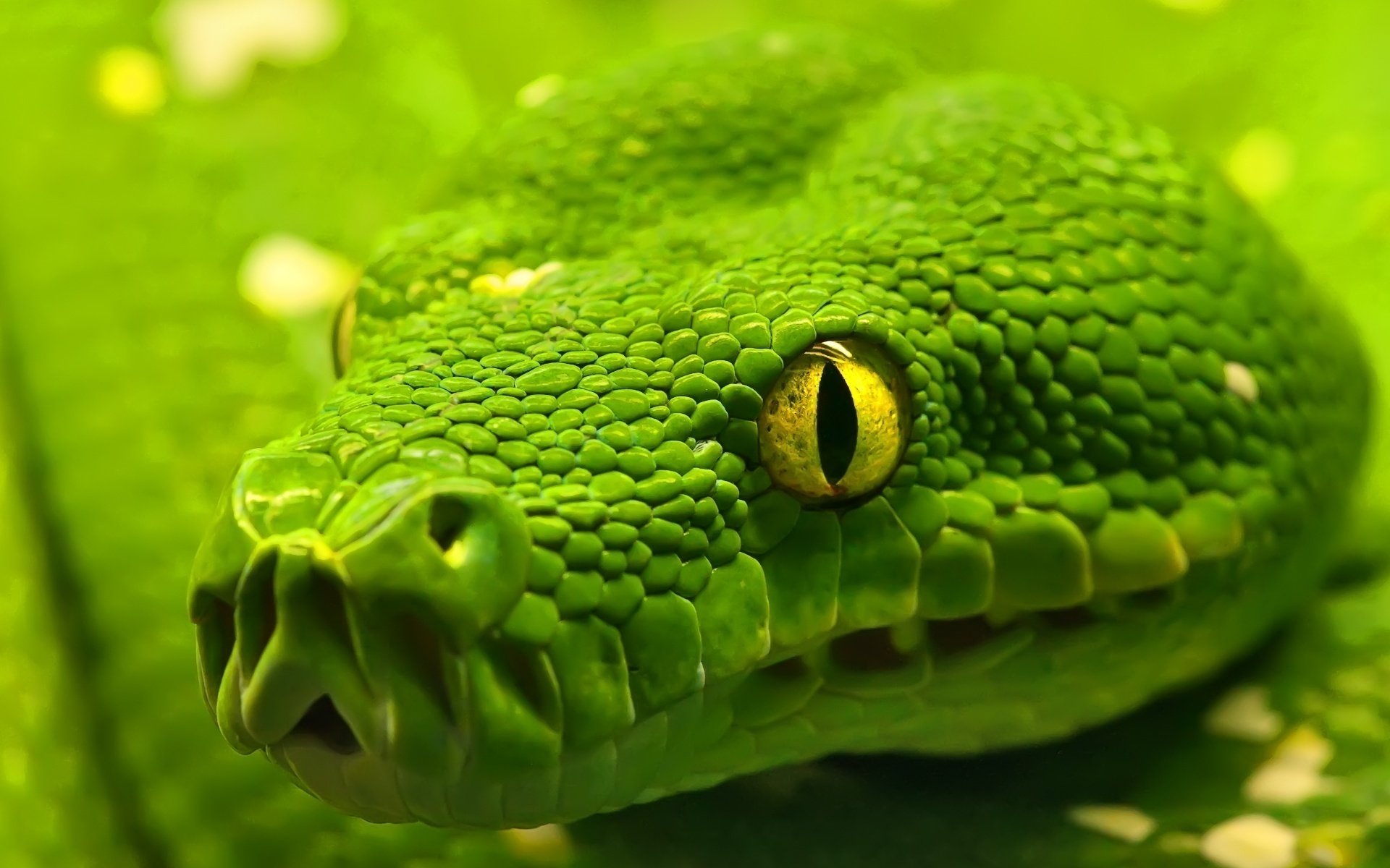 Змеи зелёная Анаконда