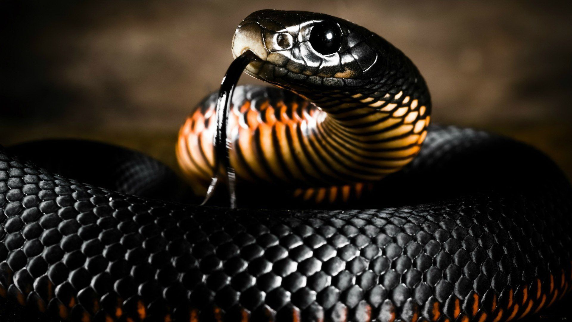 красивые фотографии змей