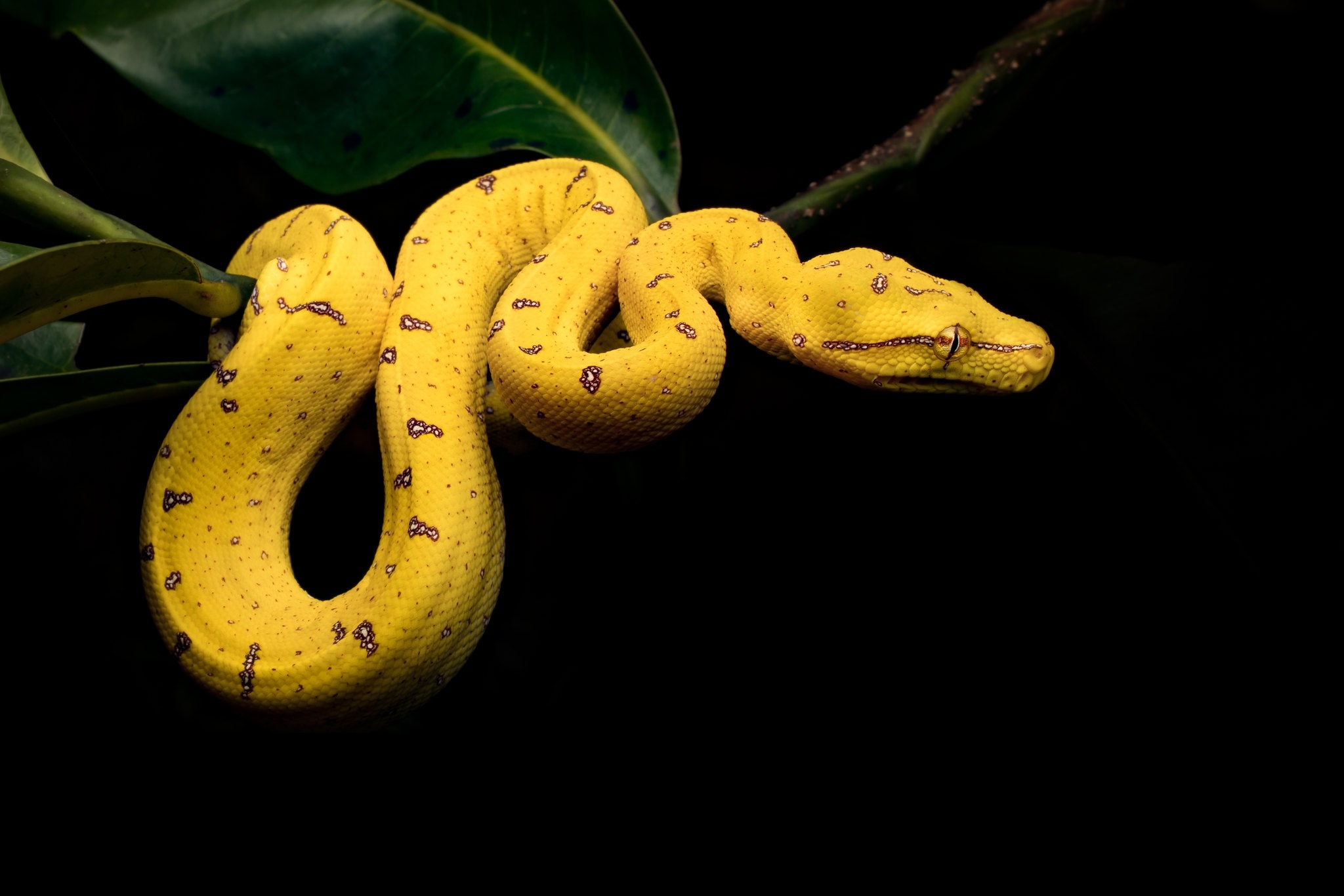 красивые картинки со змеями