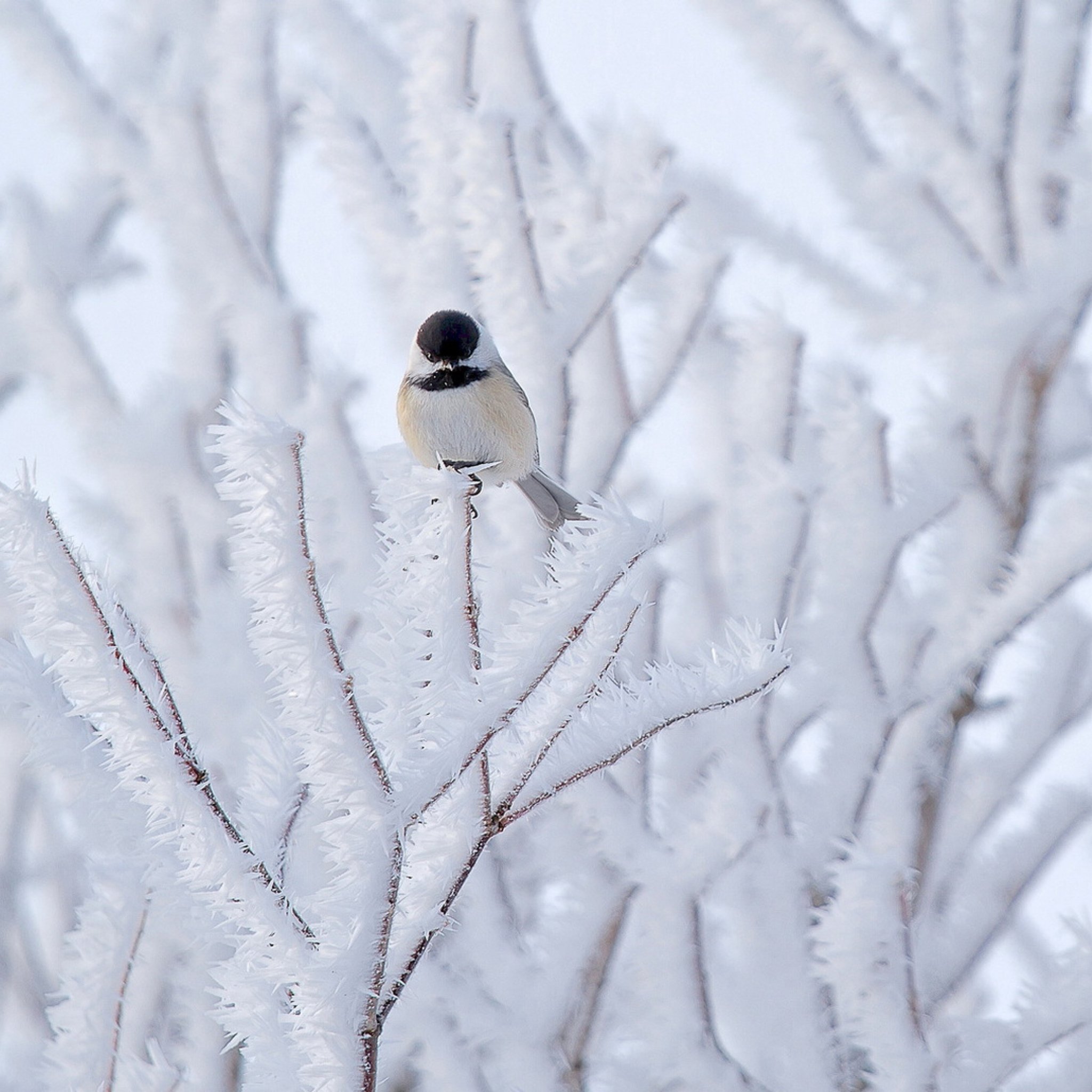 Белые птички зимой