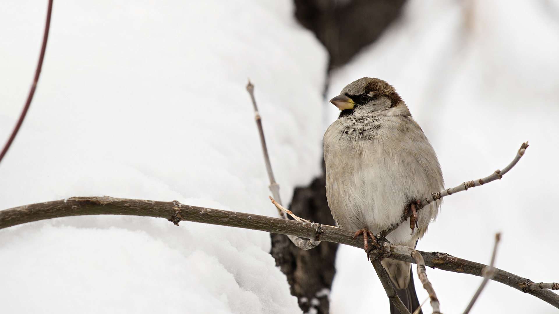 Зимующие птицы Кыргызстана