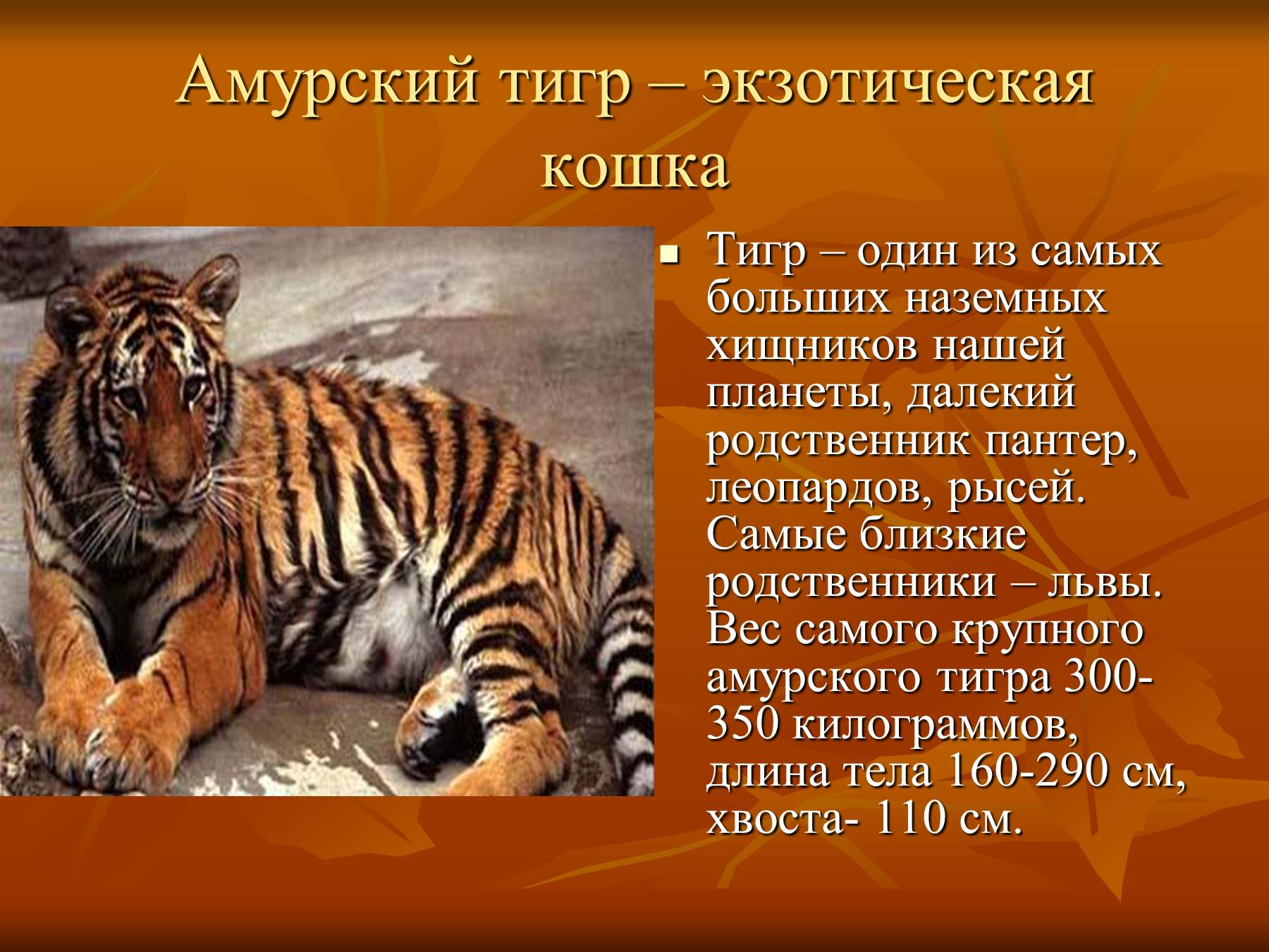 Описание Амурского тигра