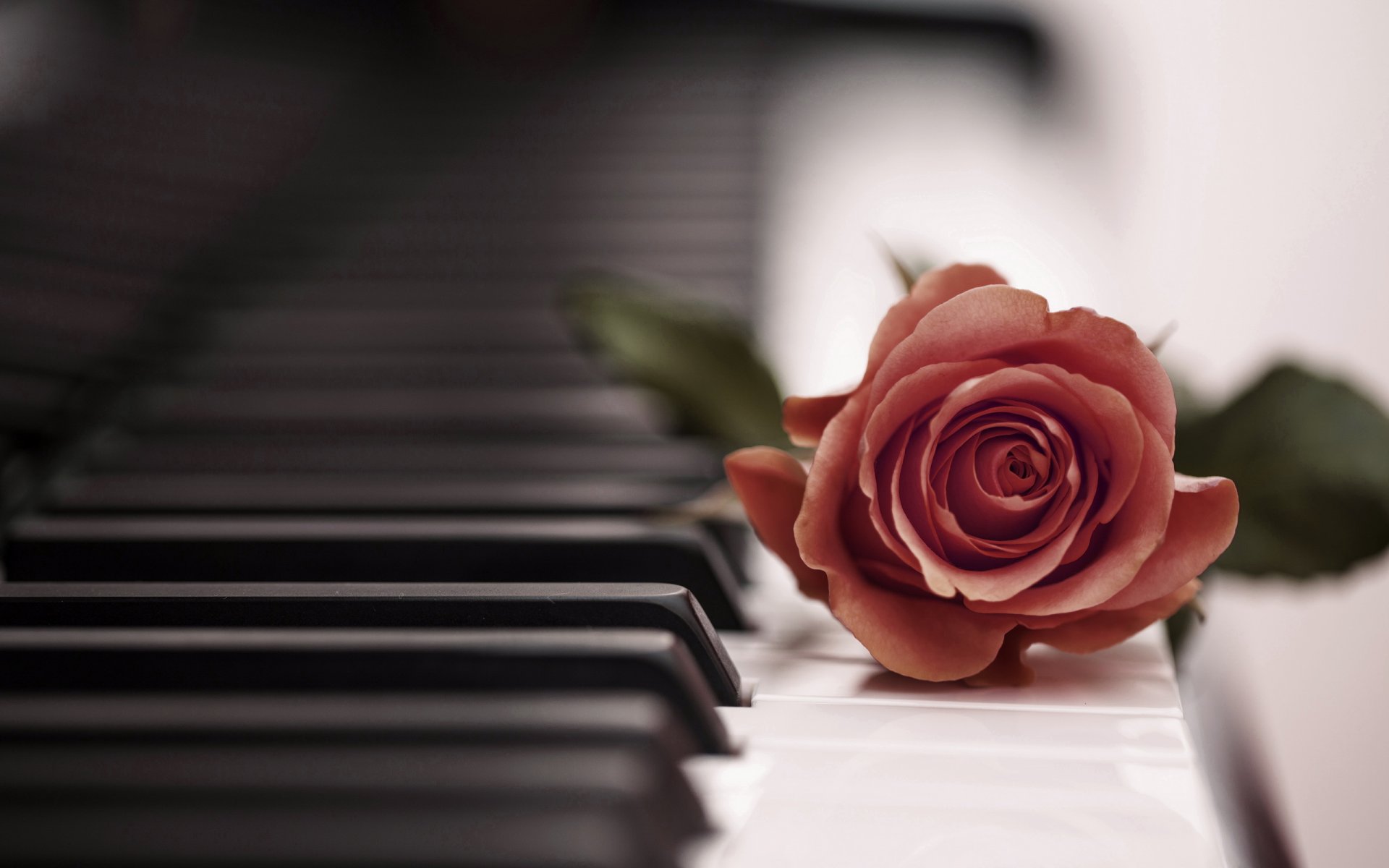 Розы на фортепиано
