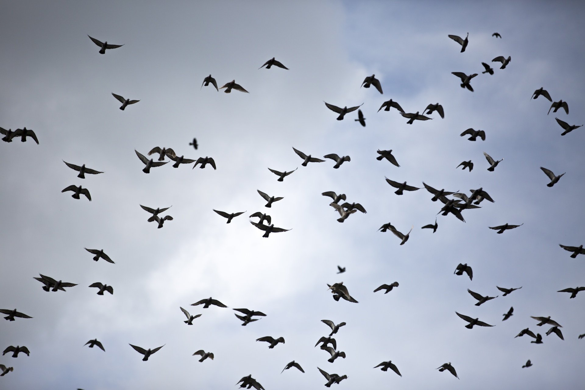 Стая ворон. Силуэты птиц в небе. Стая чёрных птиц. Стая птиц на фоне неба. Стая Воронов в полете.
