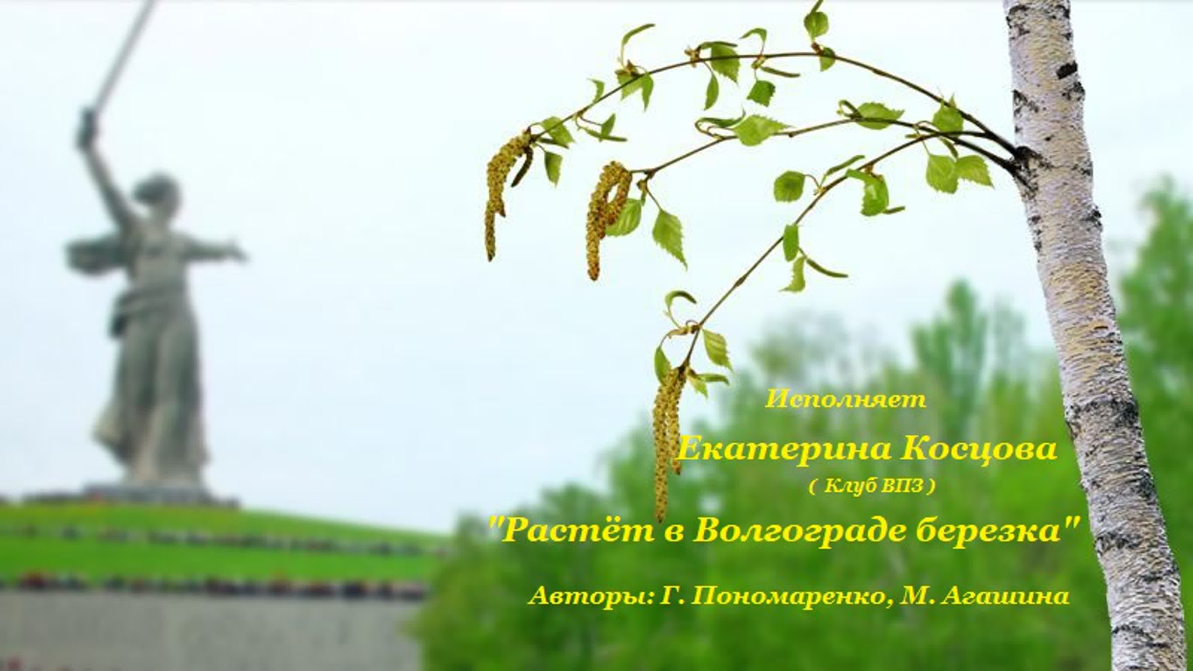 Агашина растет в Волгограде Березка