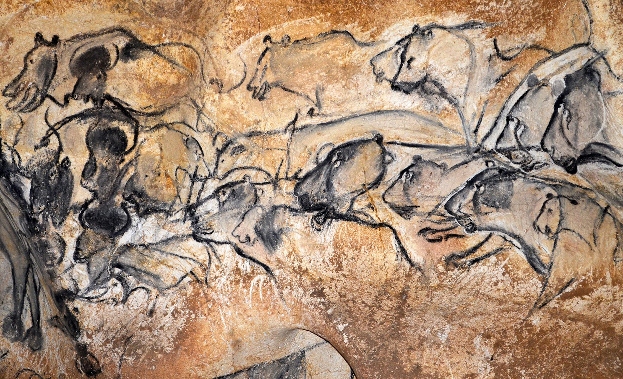 Рисунки животных на стенах пещер