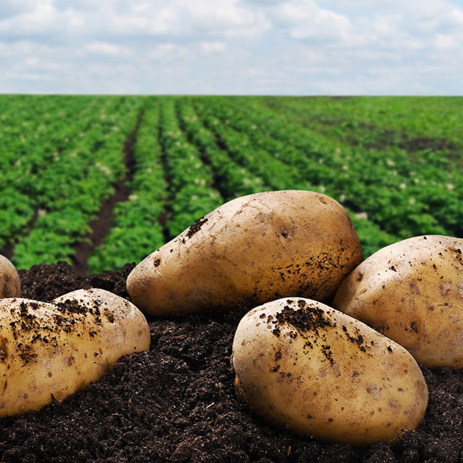 Картофельные поля в Белоруссии