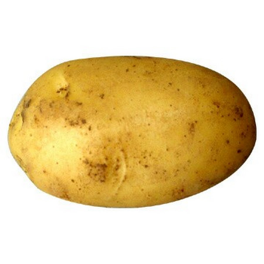 Лина сорт картофеля