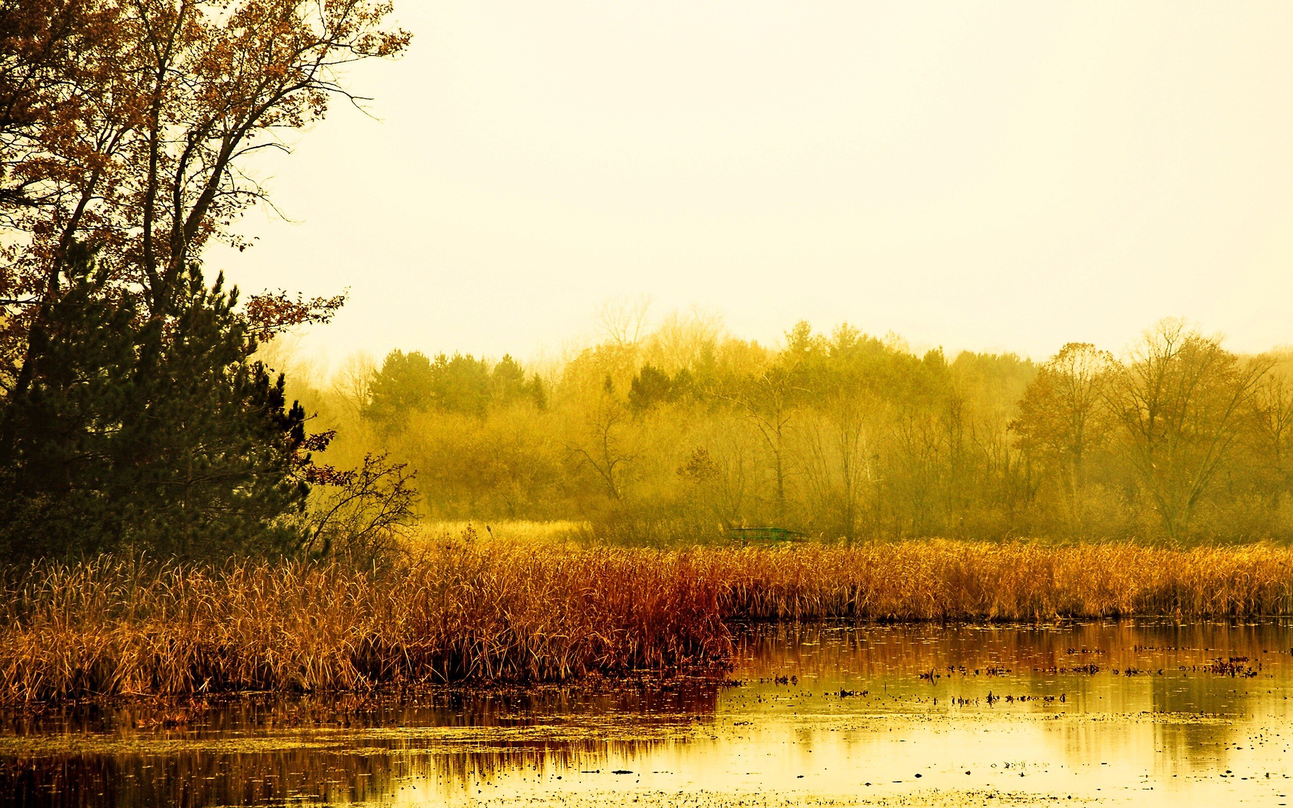 Камыши на озере осень