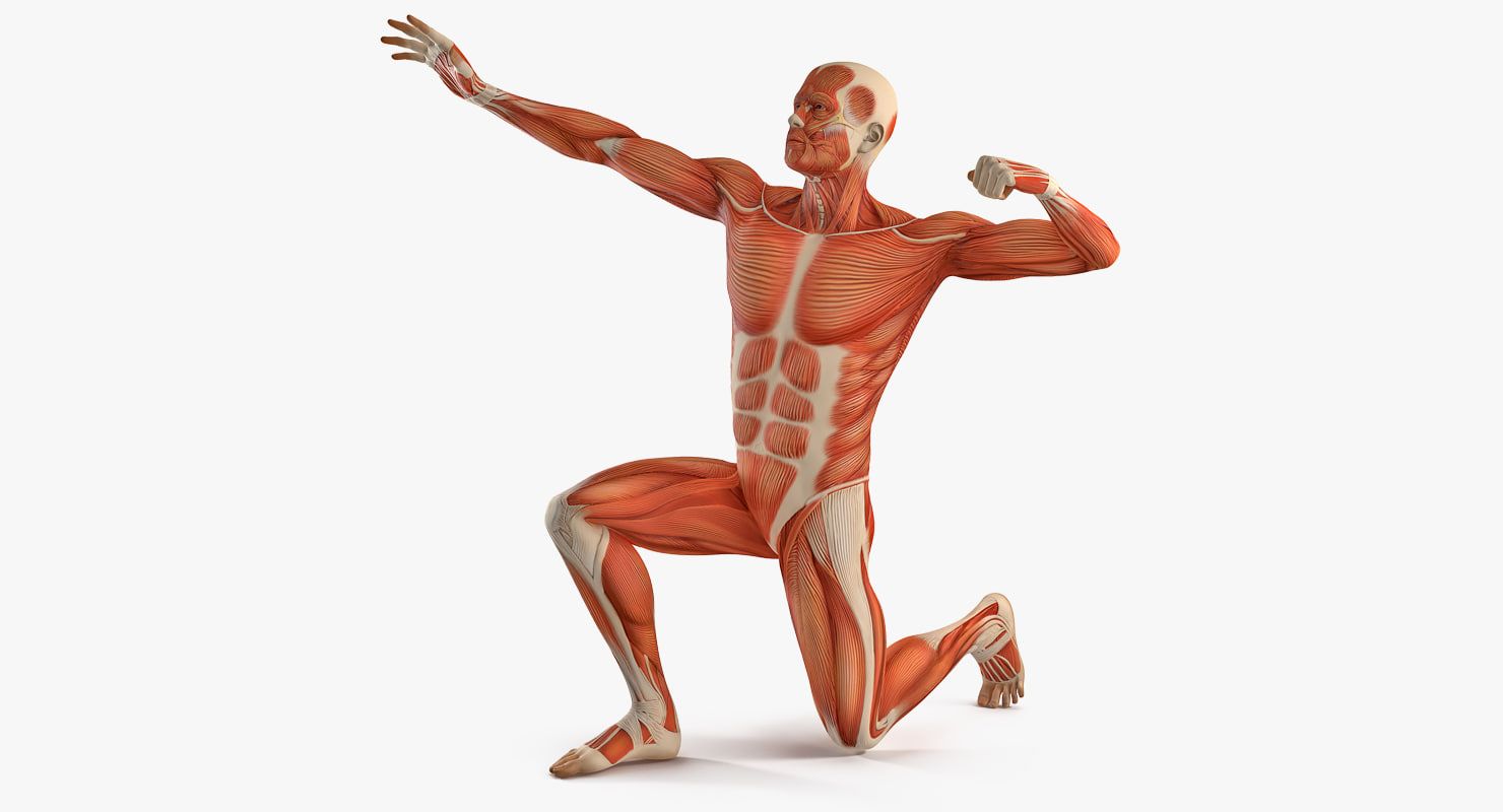 Мышечная система человека анатомия 3d